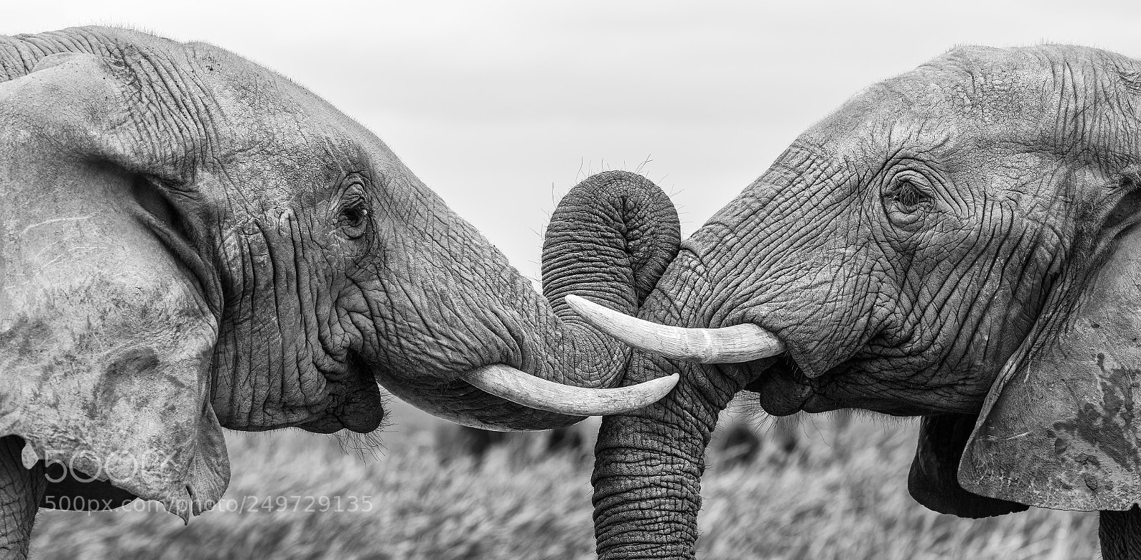 Nikon D5 sample photo. Elephant greetings photography