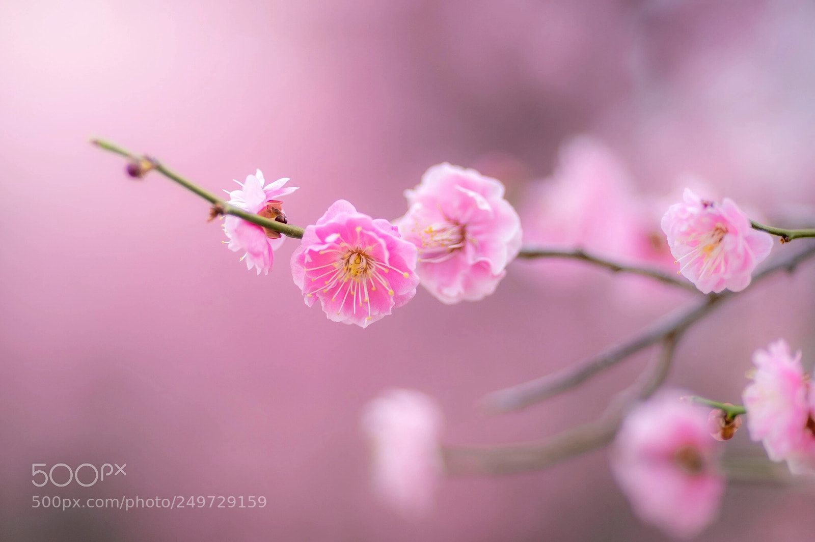 Sony a7 II sample photo. Pink plum photography