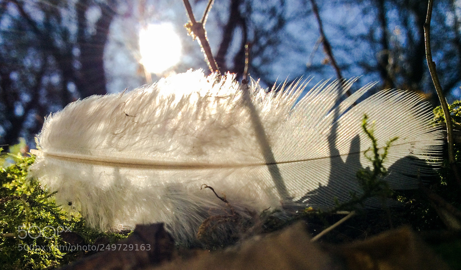 Apple iPad mini 2 sample photo. Feather in the spring photography