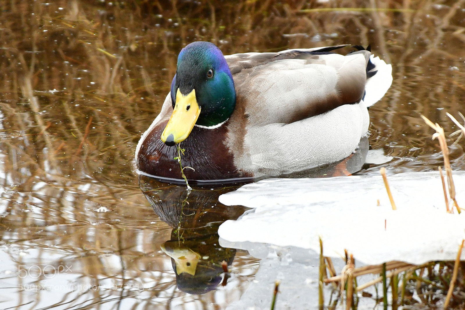 Nikon D500 sample photo. The duck photography