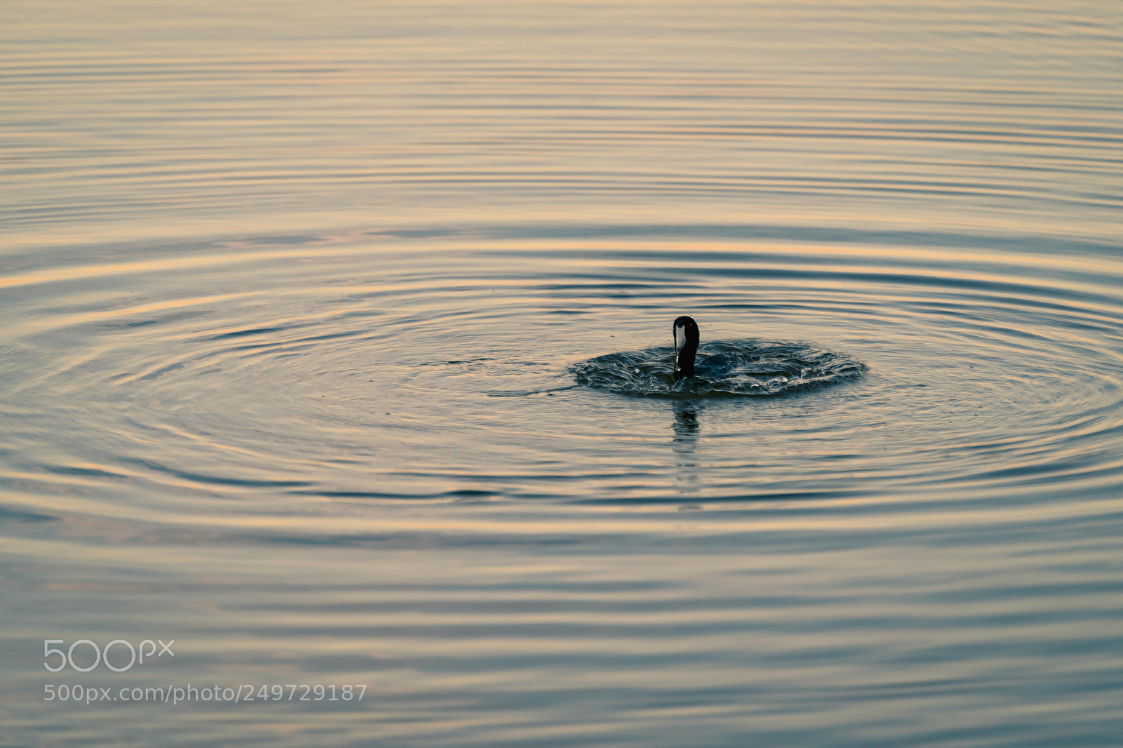 Sony a7 II sample photo. Ohh, you re still photography
