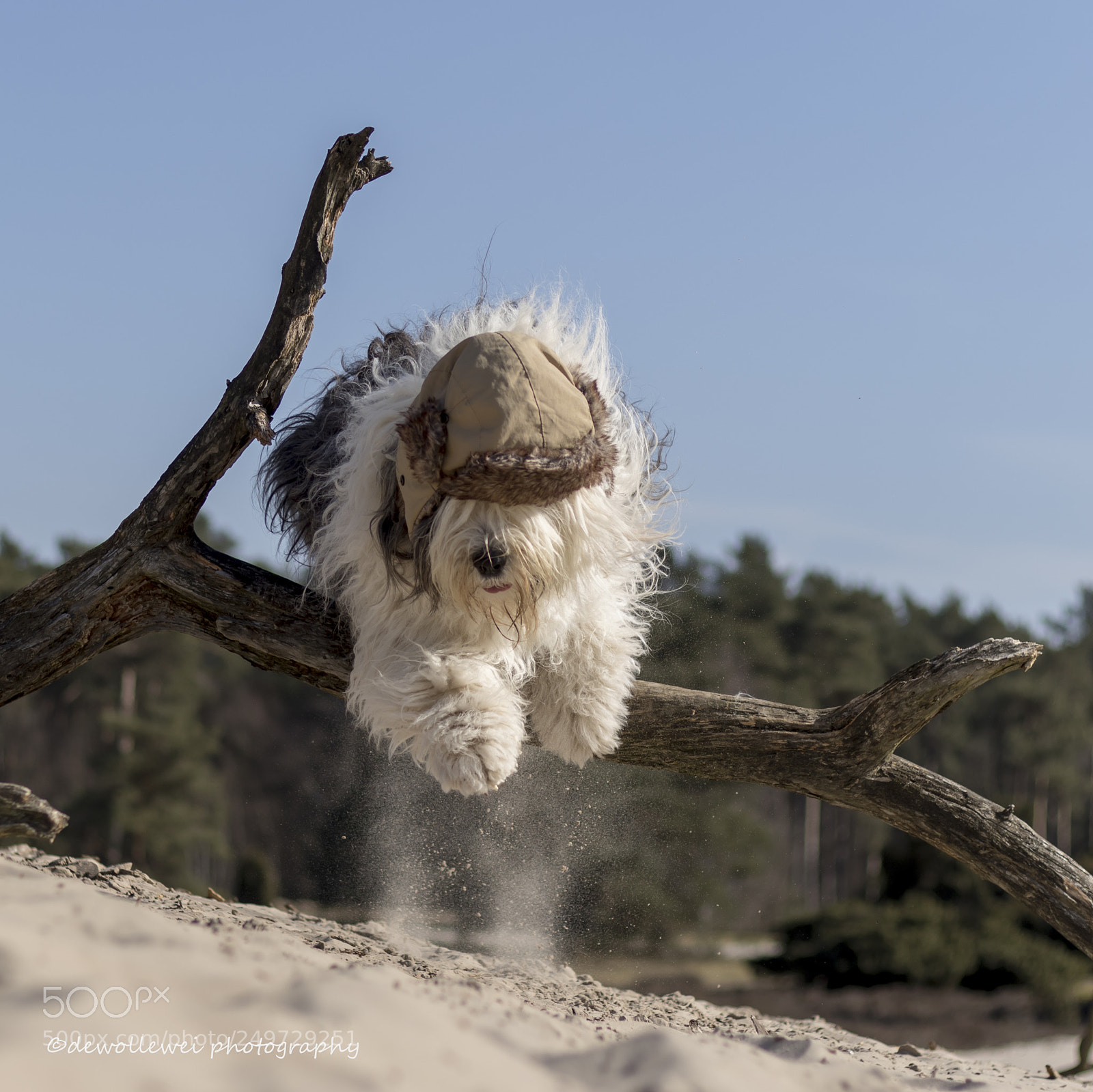 Canon EOS 7D Mark II sample photo. The little russian bear photography