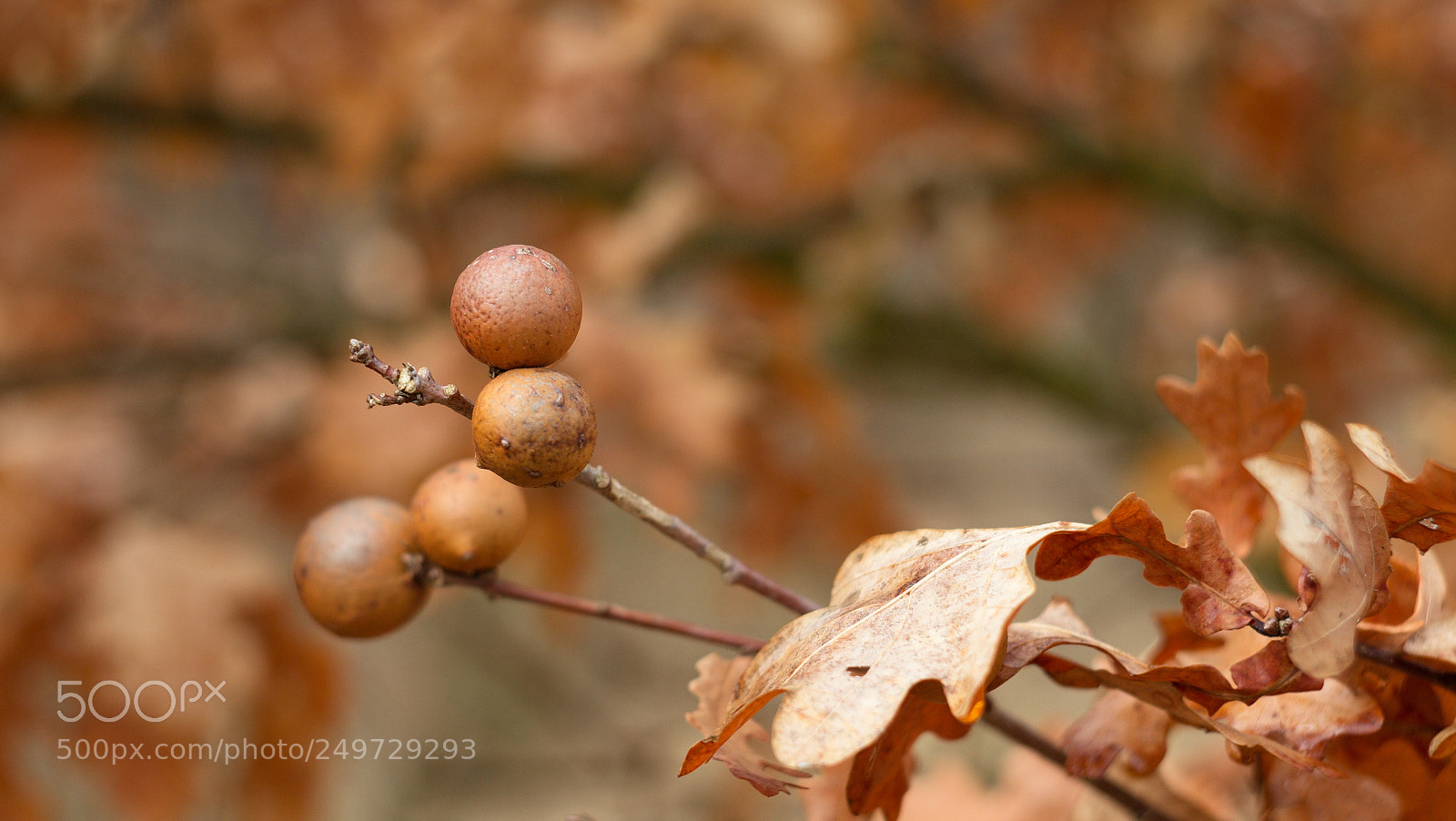 Canon EOS 60D sample photo. Oak apple photography