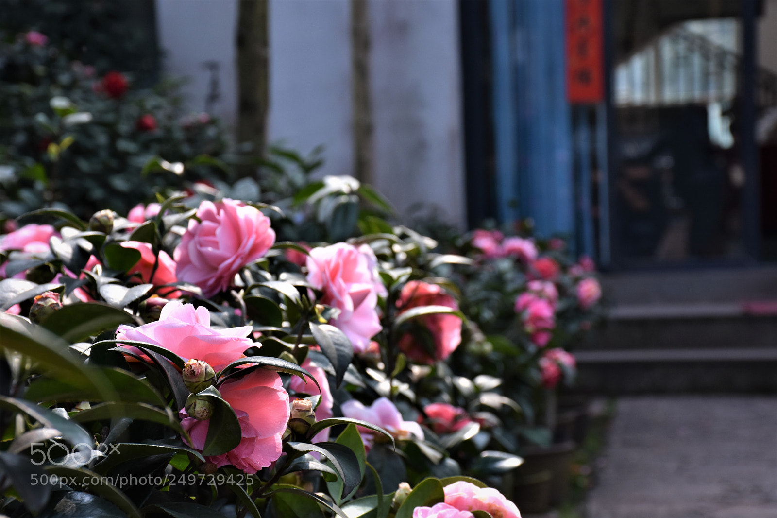 Nikon D7200 sample photo. 春 photography