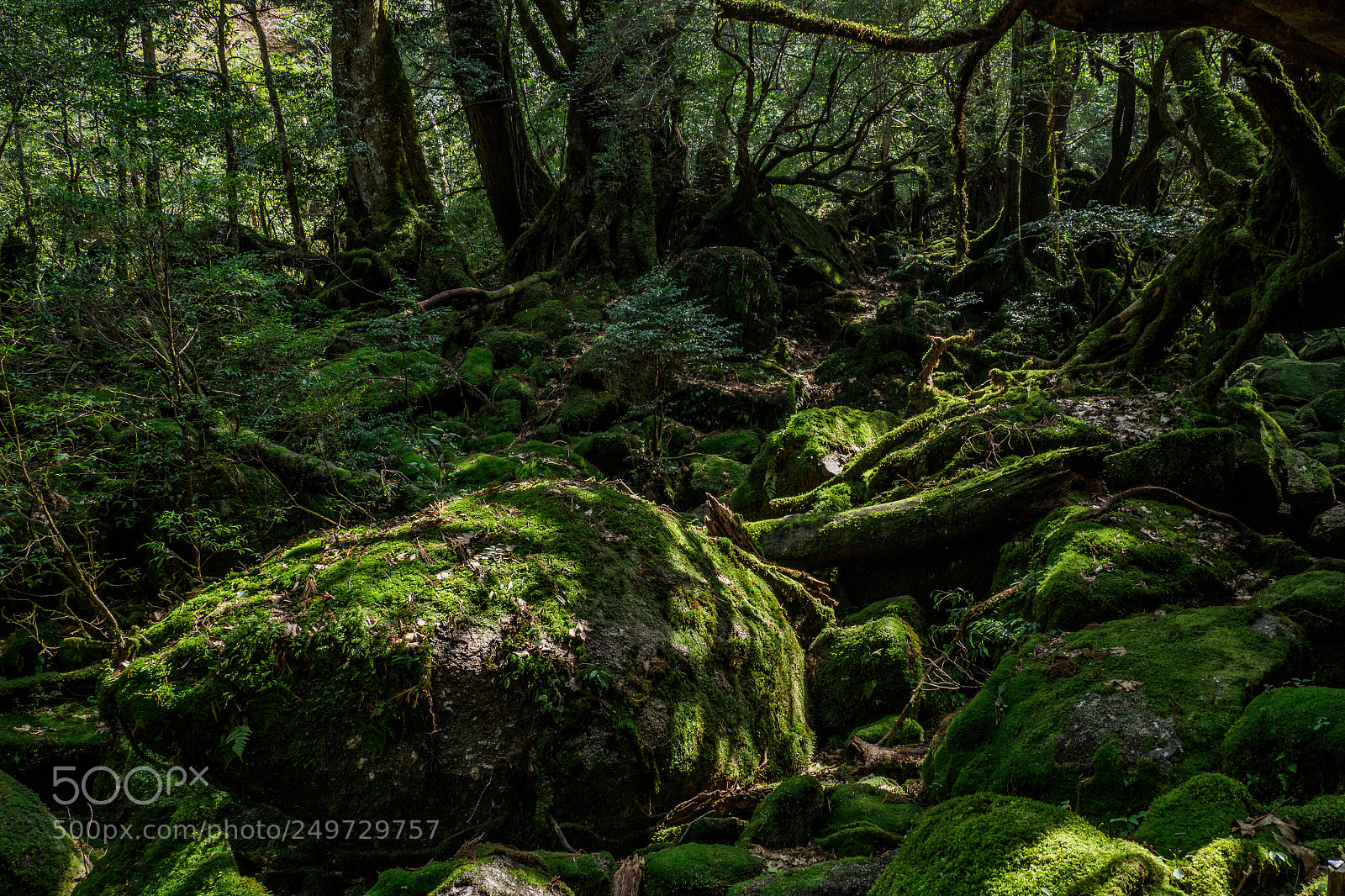 Olympus OM-D E-M1 Mark II sample photo. Mossy forest photography