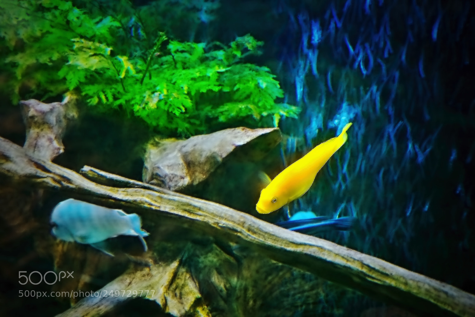 Nikon D5300 sample photo. Gold fish in czech photography