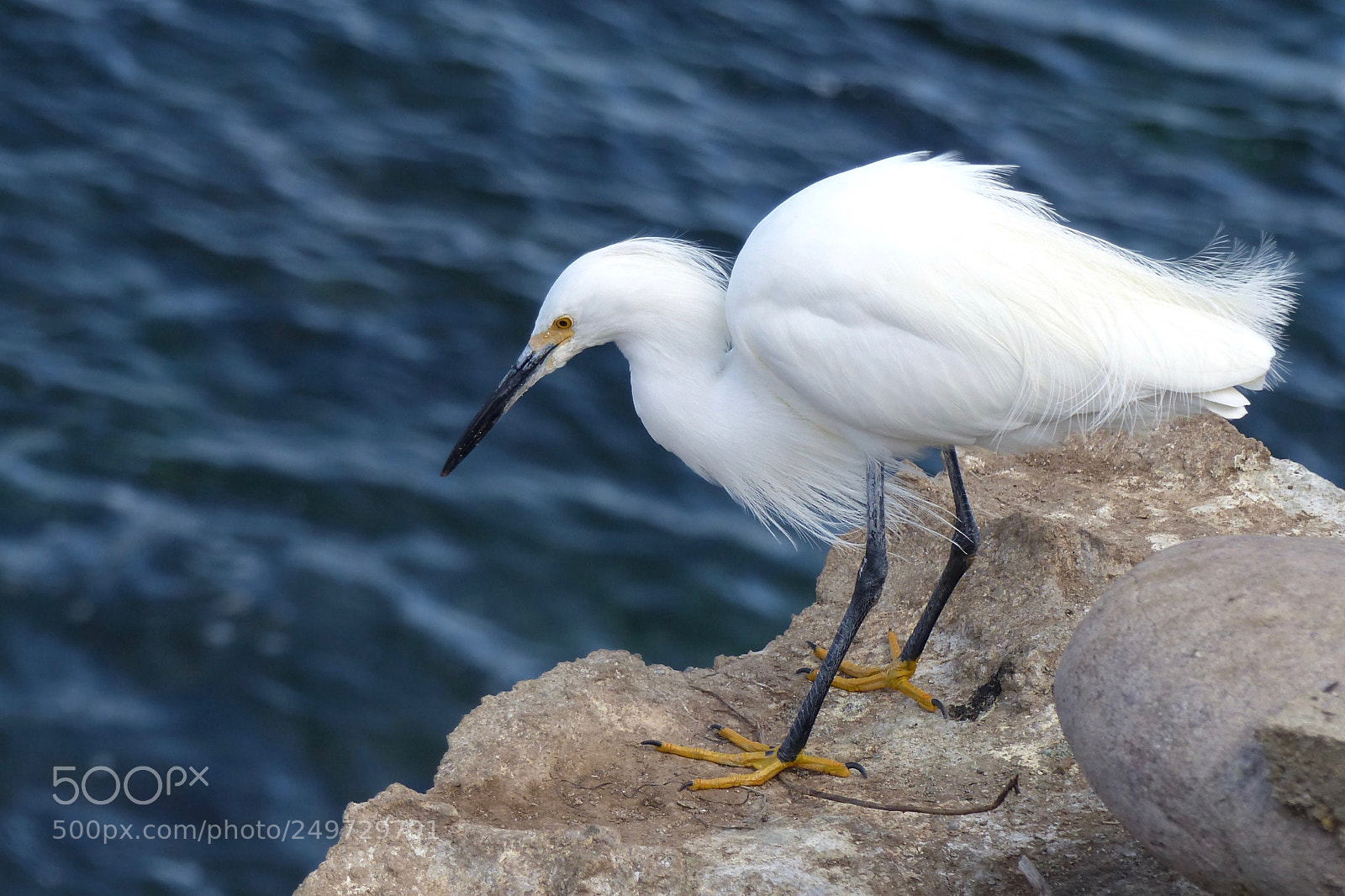Panasonic Lumix DMC-FZ200 sample photo. The egret watches photography