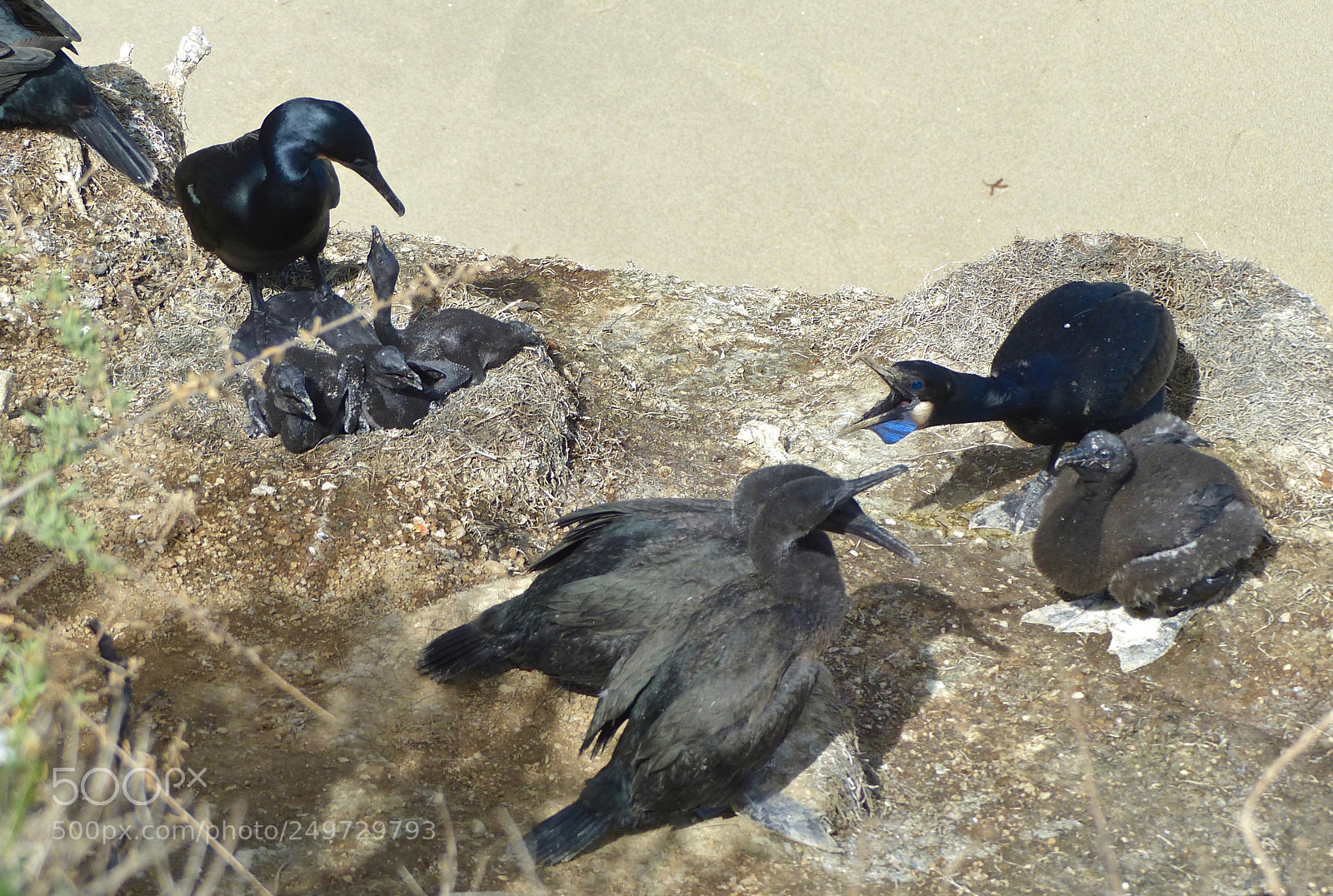 Panasonic Lumix DMC-FZ200 sample photo. Growling at the neighbors photography