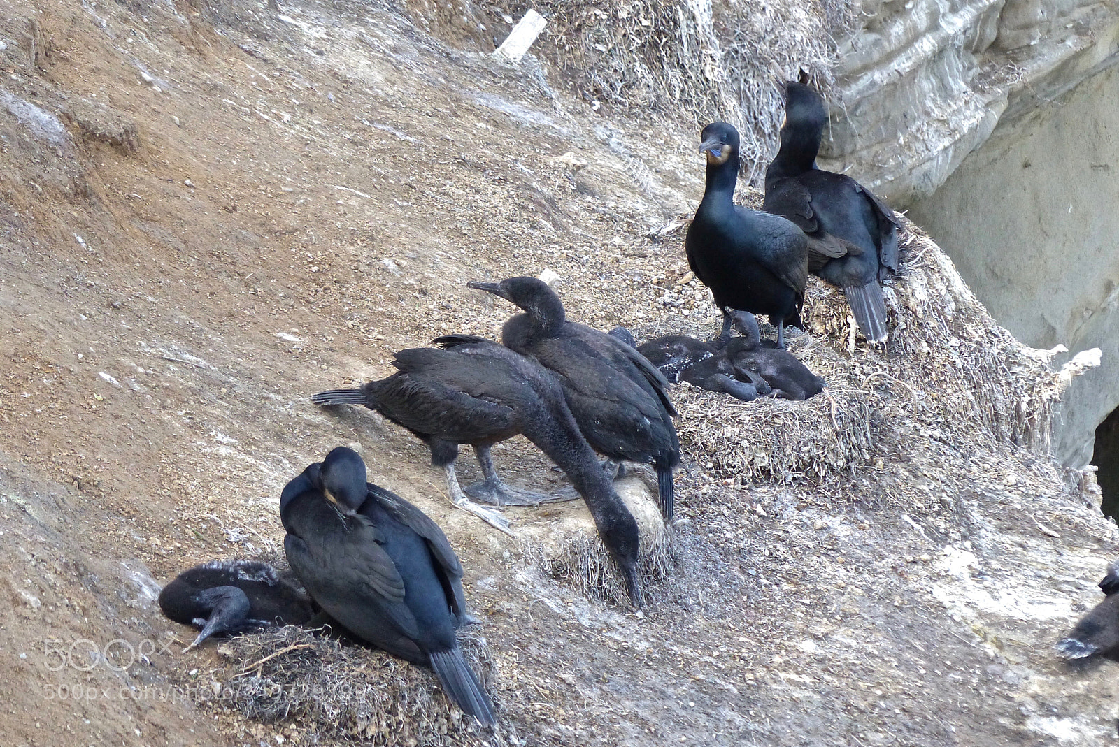 Panasonic Lumix DMC-FZ200 sample photo. A row of nests photography