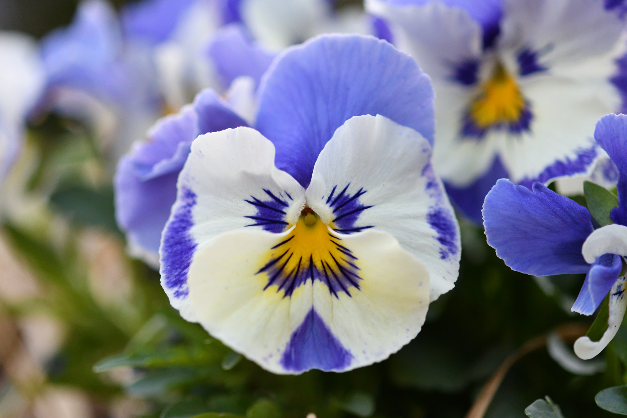Nikon AF-S Micro-Nikkor 60mm F2.8G ED sample photo. Pansy photography