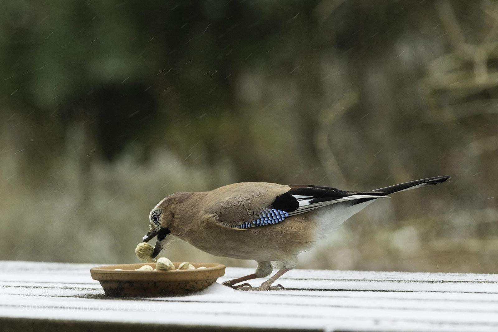Canon EOS 7D Mark II sample photo. Winter guests photography