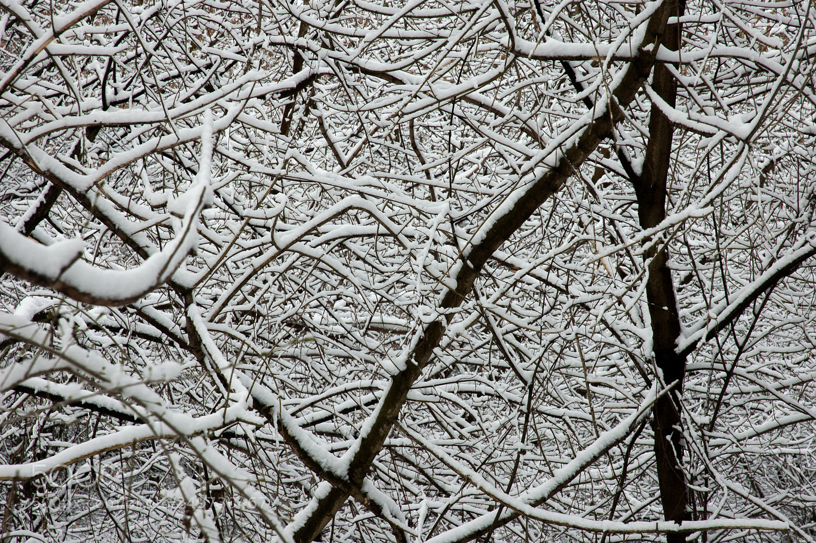 Nikon D50 sample photo. Branch photography