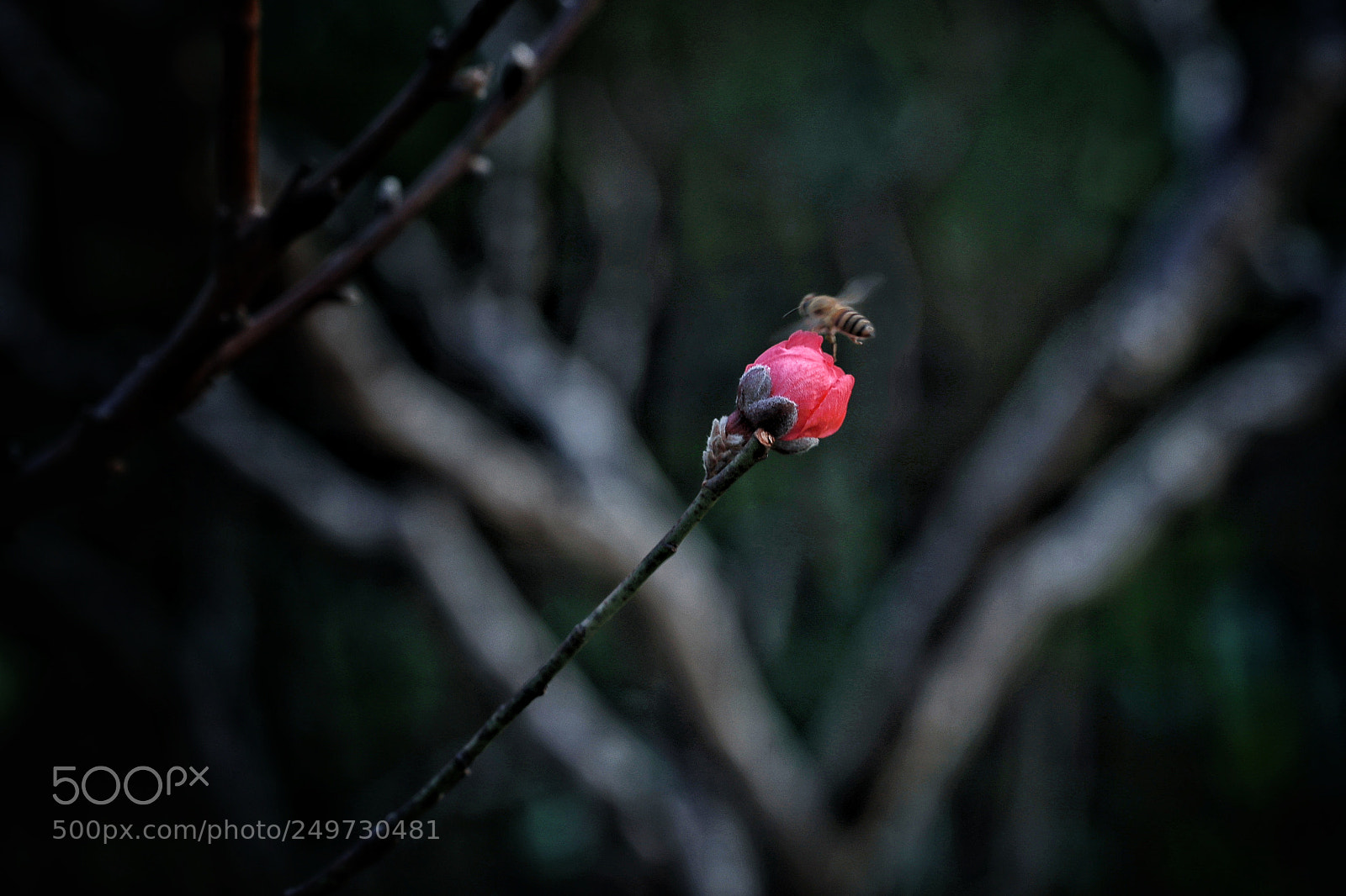 Canon EOS-1D X Mark II sample photo. The red dot photography