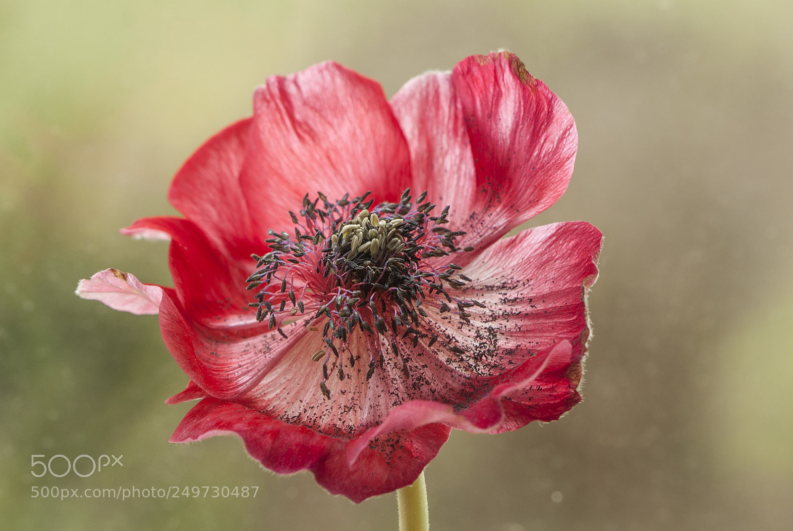 Canon EOS 50D sample photo. The old anemone photography