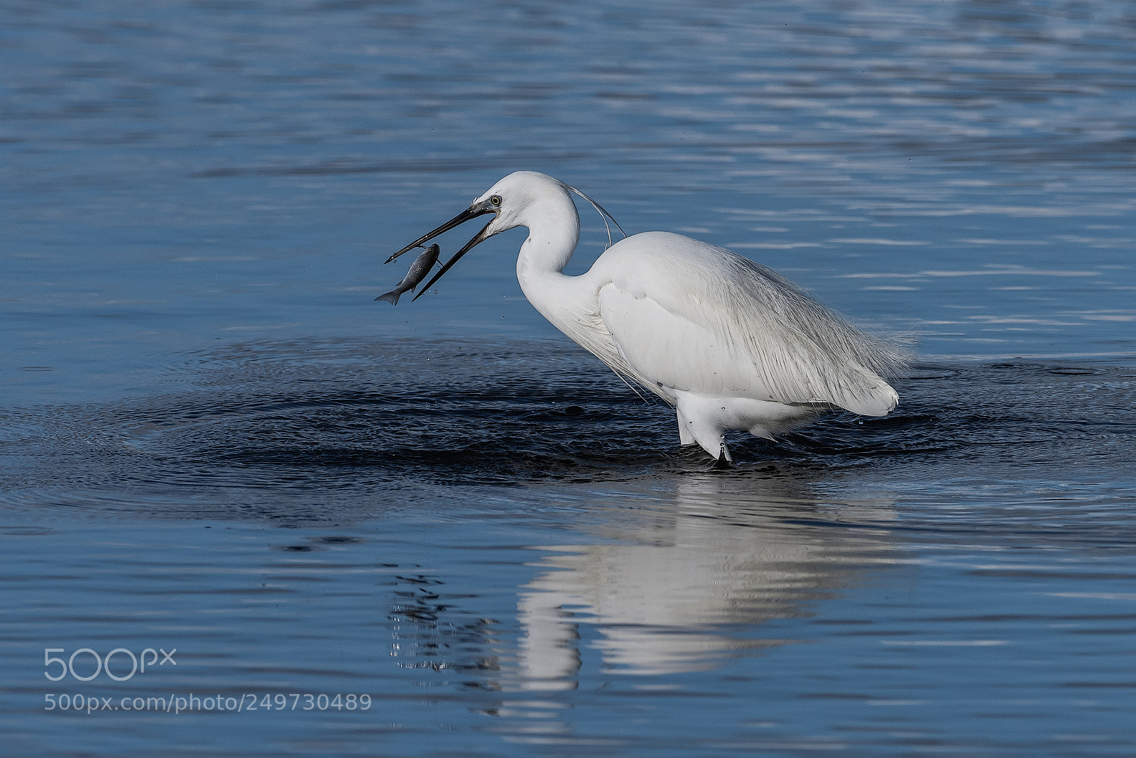 Nikon D810 sample photo. Catch the fish photography