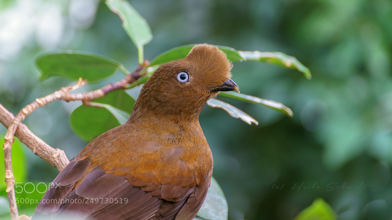 Sony a7 II sample photo. Andean cock-of-the-rock | andenfelsenhahn photography