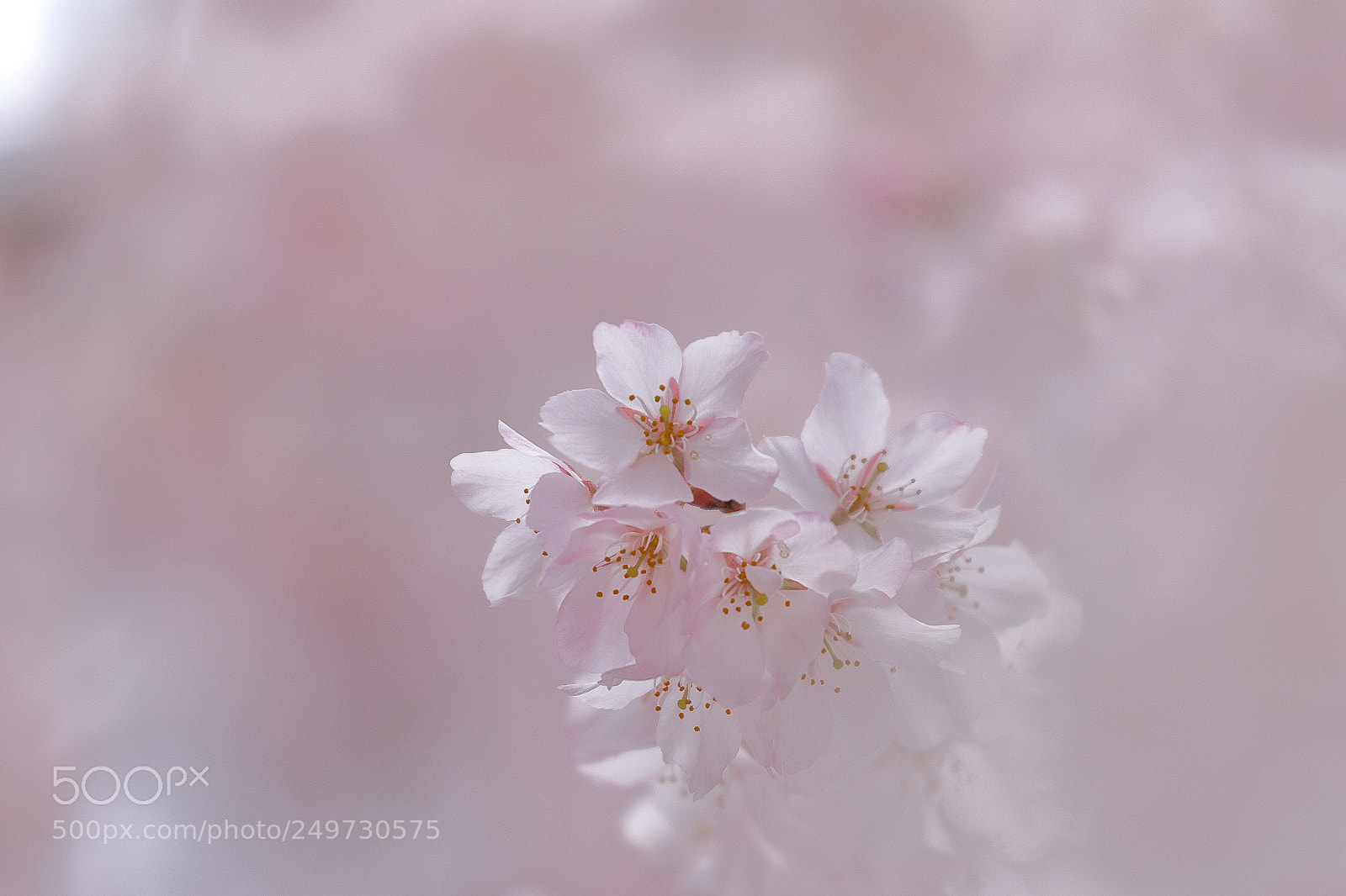 Canon EOS 7D Mark II sample photo. Cherry blossom 2611 photography