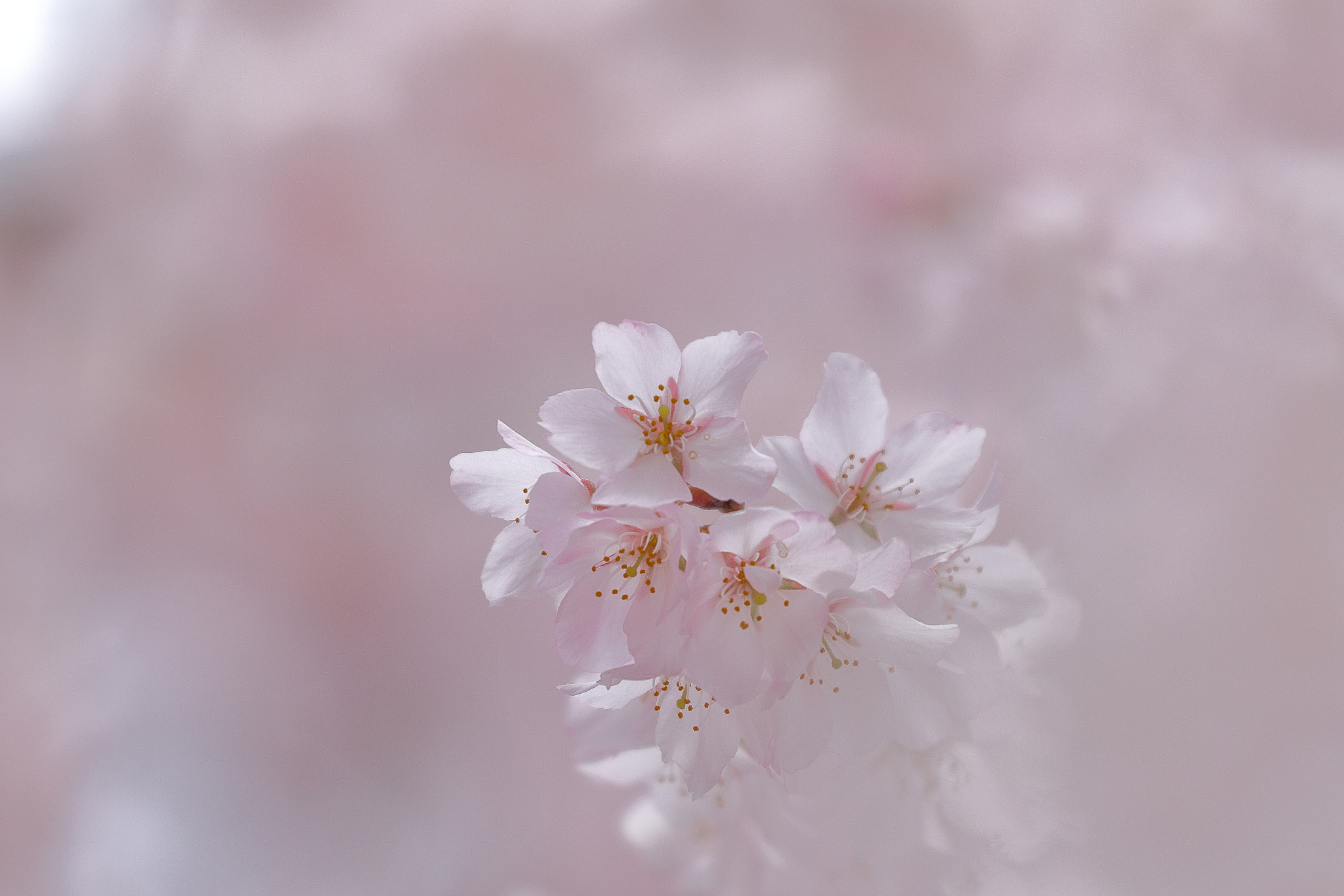 Cherry blossom 7I2A2611