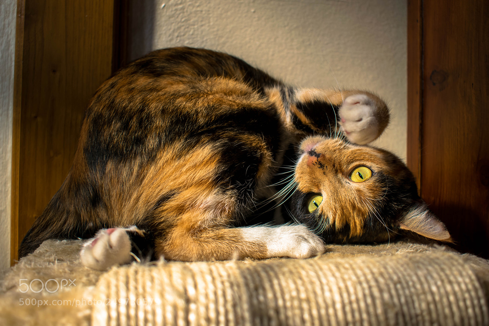 Nikon D3300 sample photo. Untitled photography