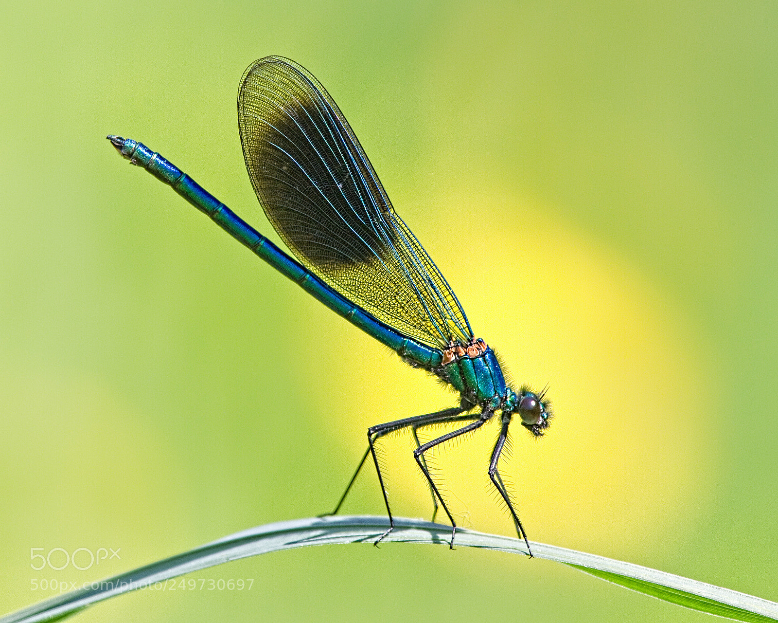 Canon EOS 7D sample photo. Banded demoiselle photography