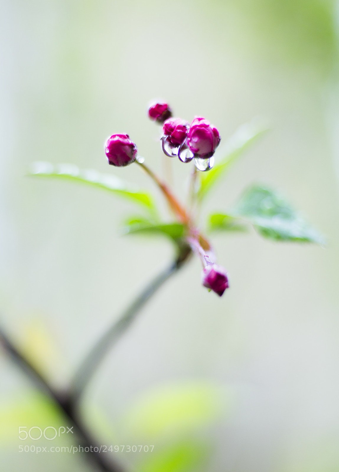 Canon EOS 700D (EOS Rebel T5i / EOS Kiss X7i) sample photo. Spring rain photography