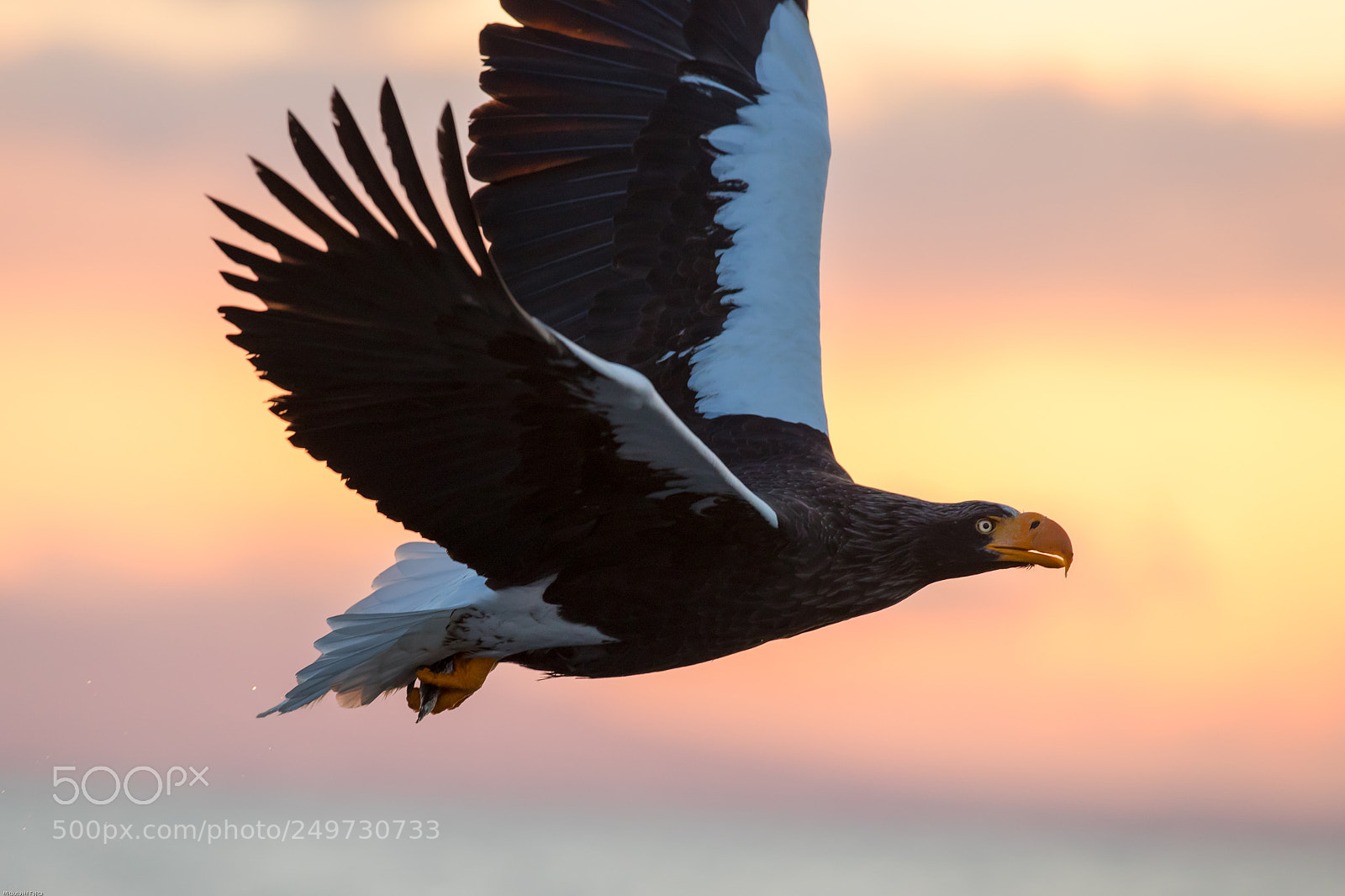 Canon EOS-1D X Mark II sample photo. Fly! photography