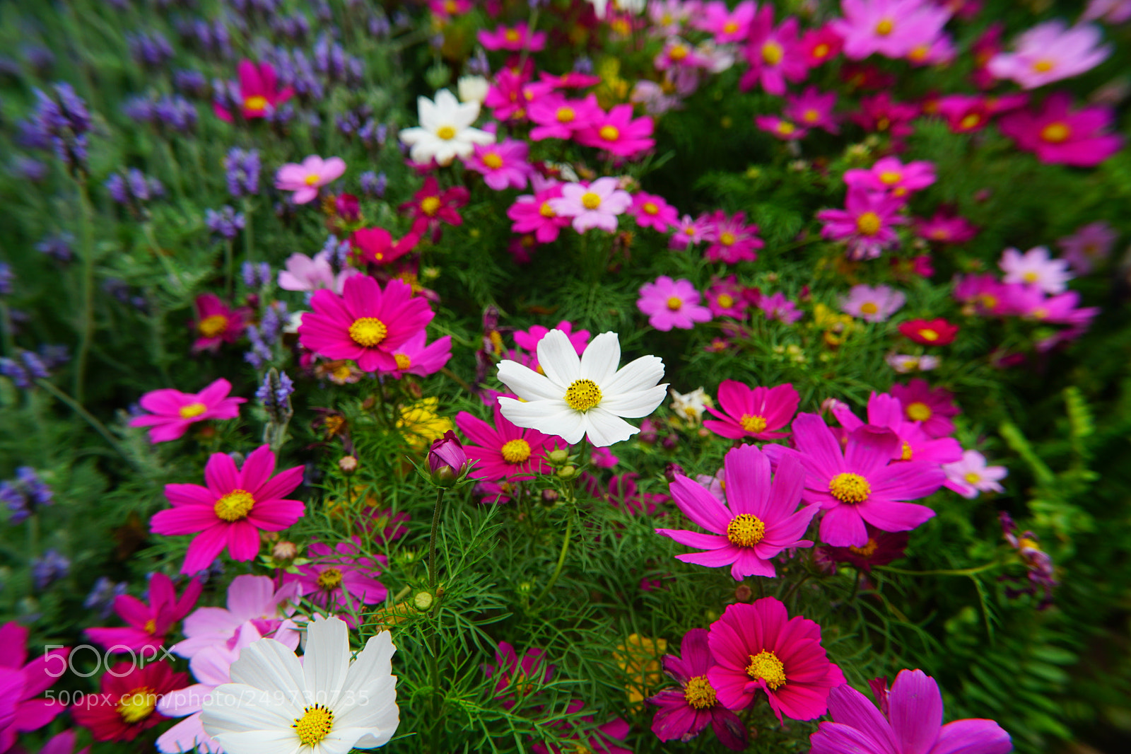 Sony a6500 sample photo. Flowers photography