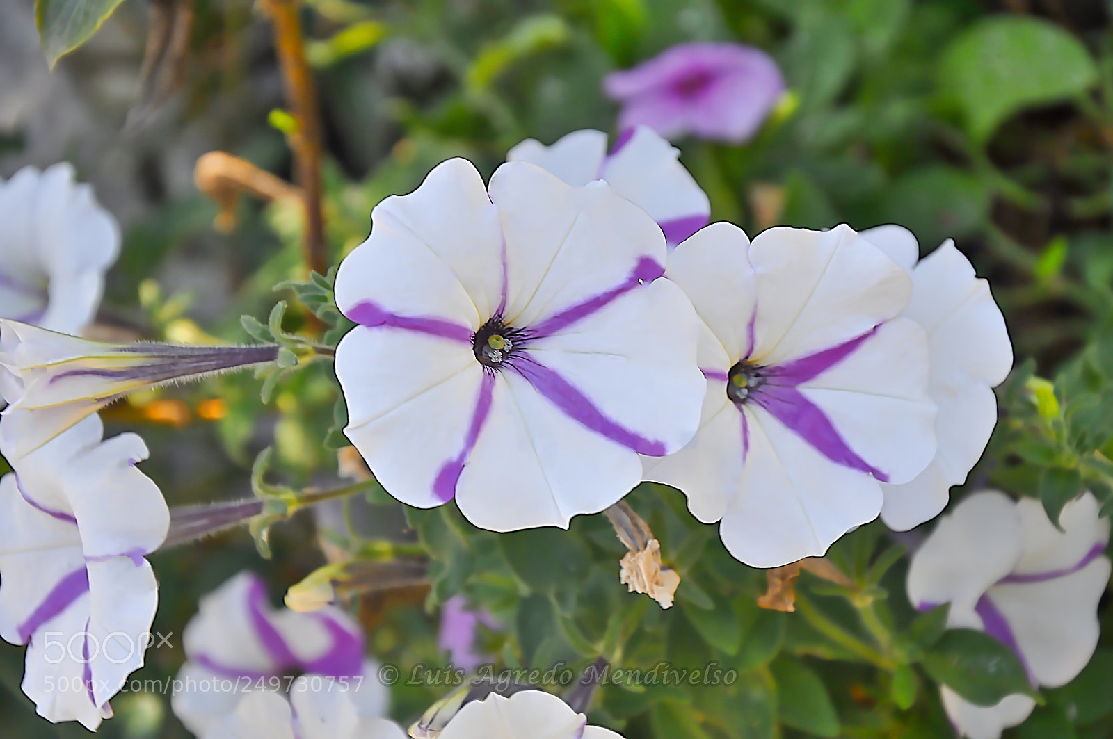 Nikon D90 sample photo. Beautiful flowers photography