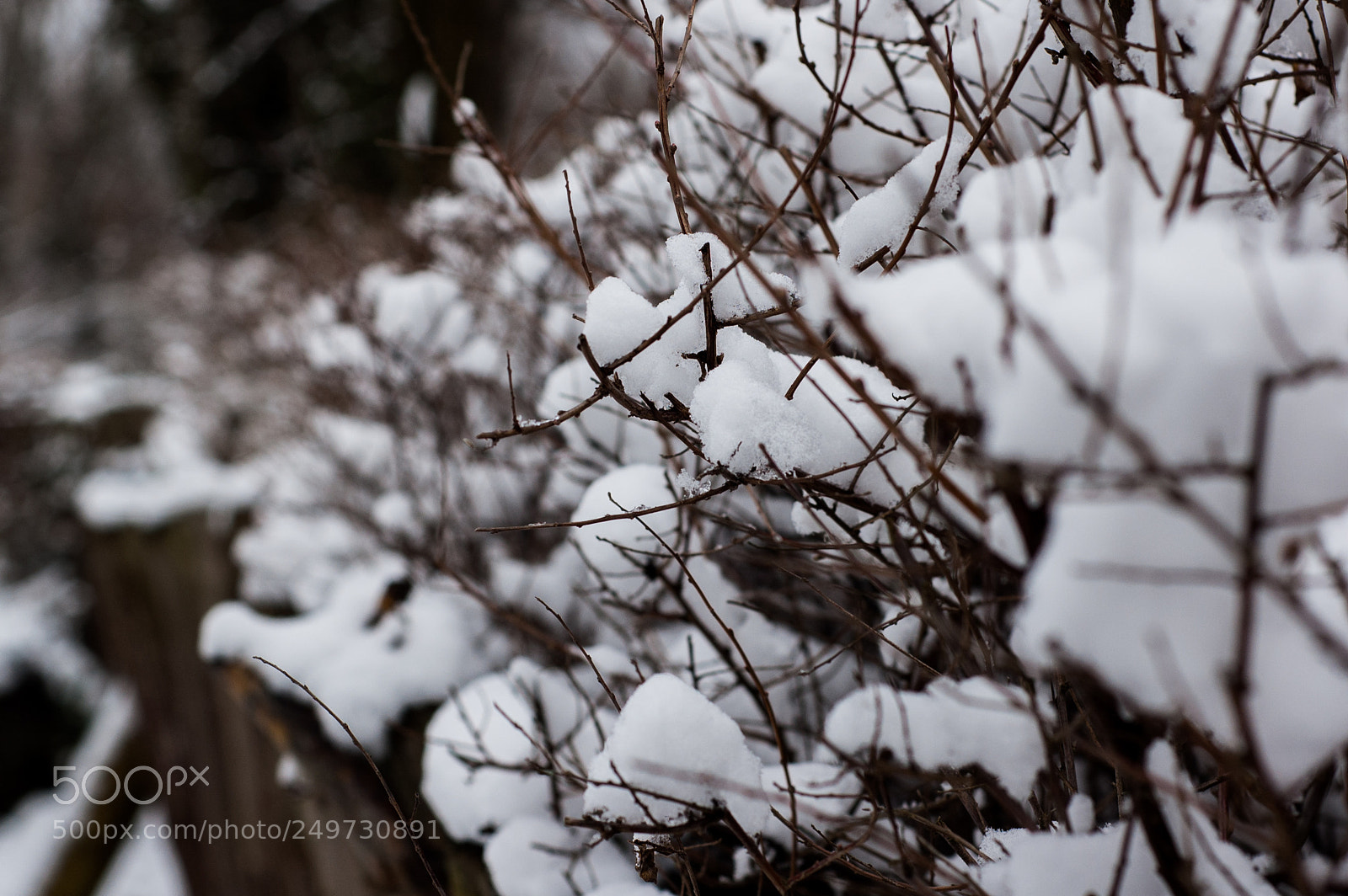Nikon D50 sample photo. Branch photography