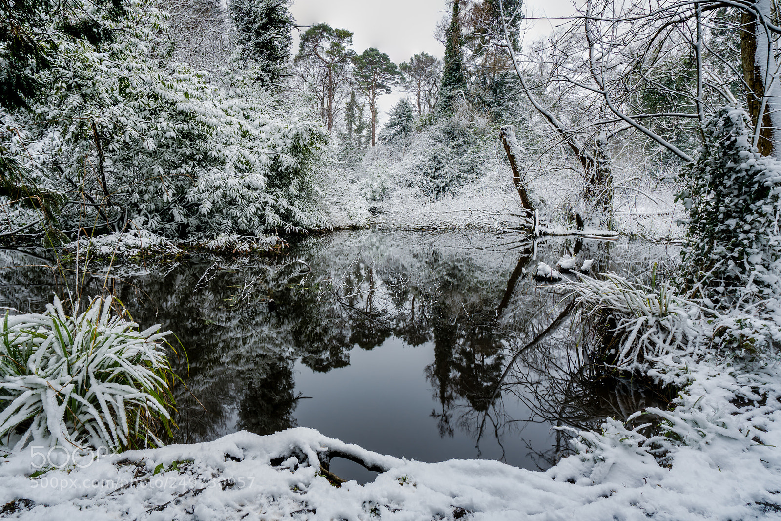 Sony a7R II sample photo. Bushy park, co. dublin photography