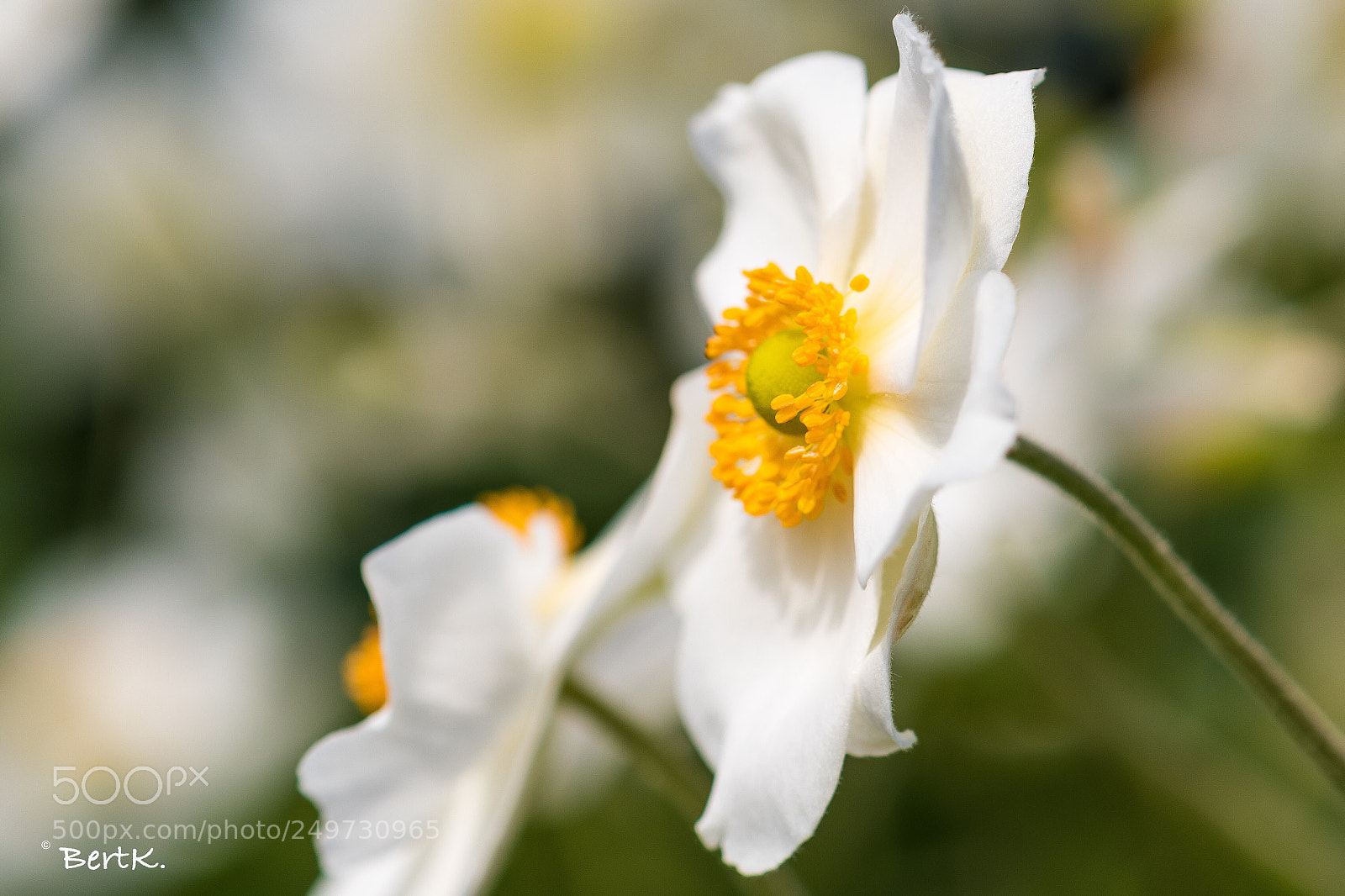 Nikon D500 sample photo. I long for the photography