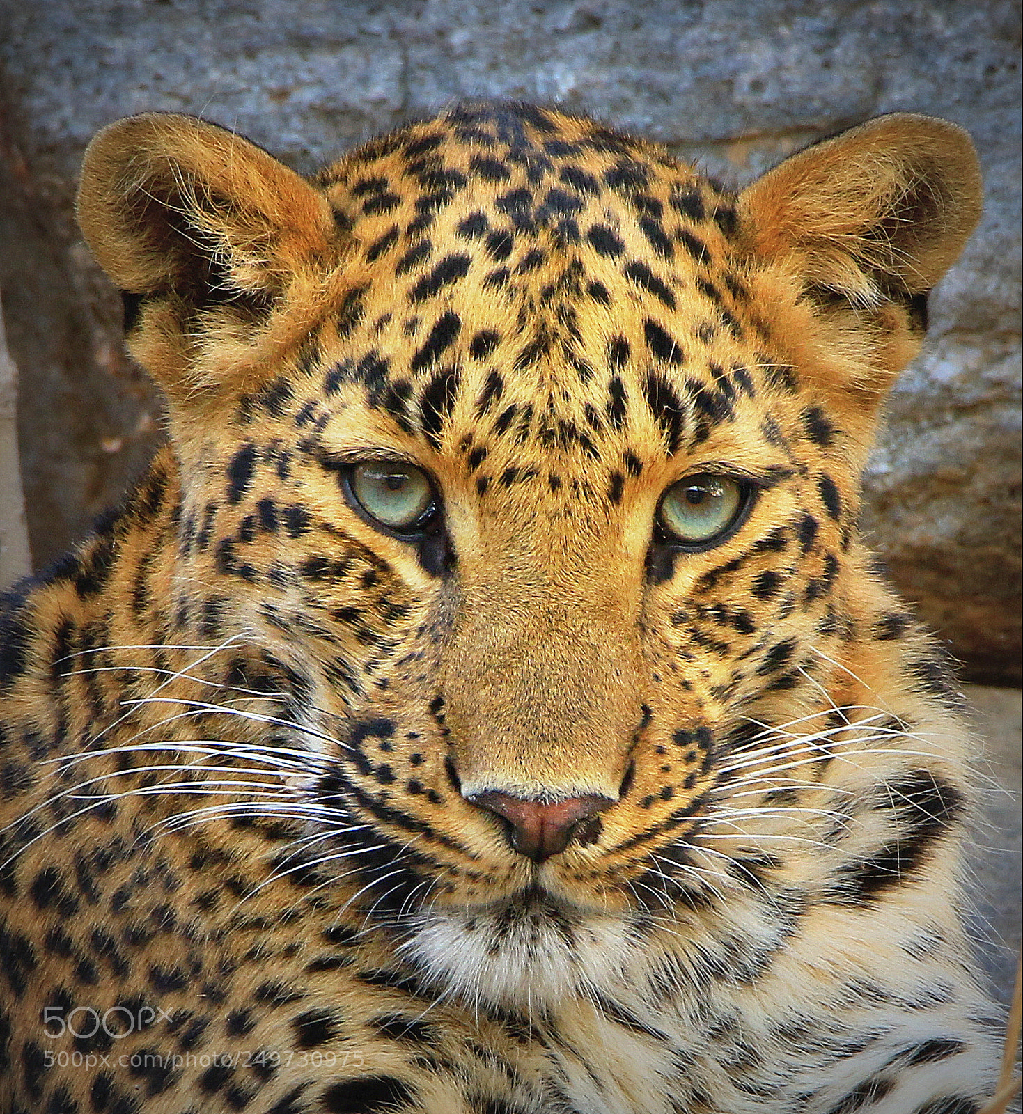 Canon EOS 7D Mark II sample photo. The young lady leopard photography