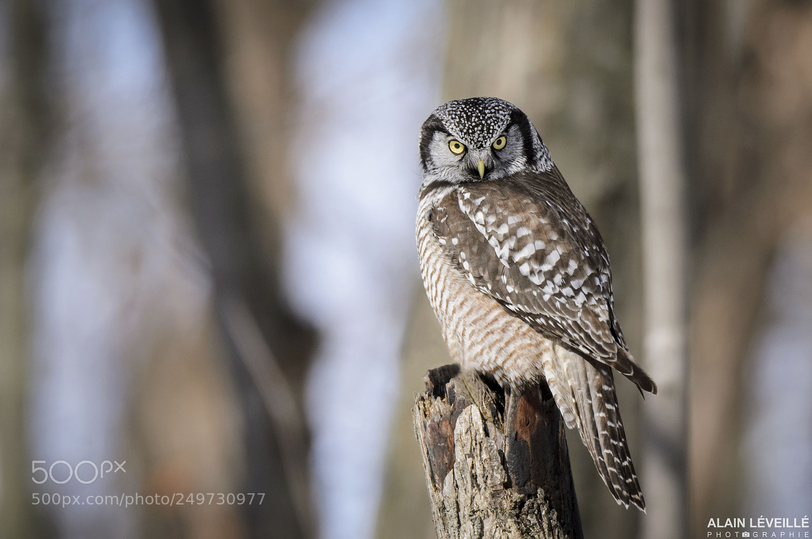 Nikon D7000 sample photo. Northern hawk-owl chouette pervi photography