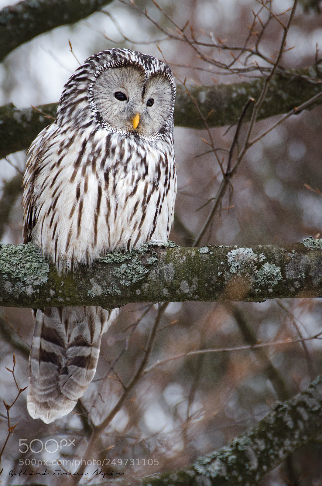 Nikon D7000 sample photo. Ural owl (strix uralensis) photography