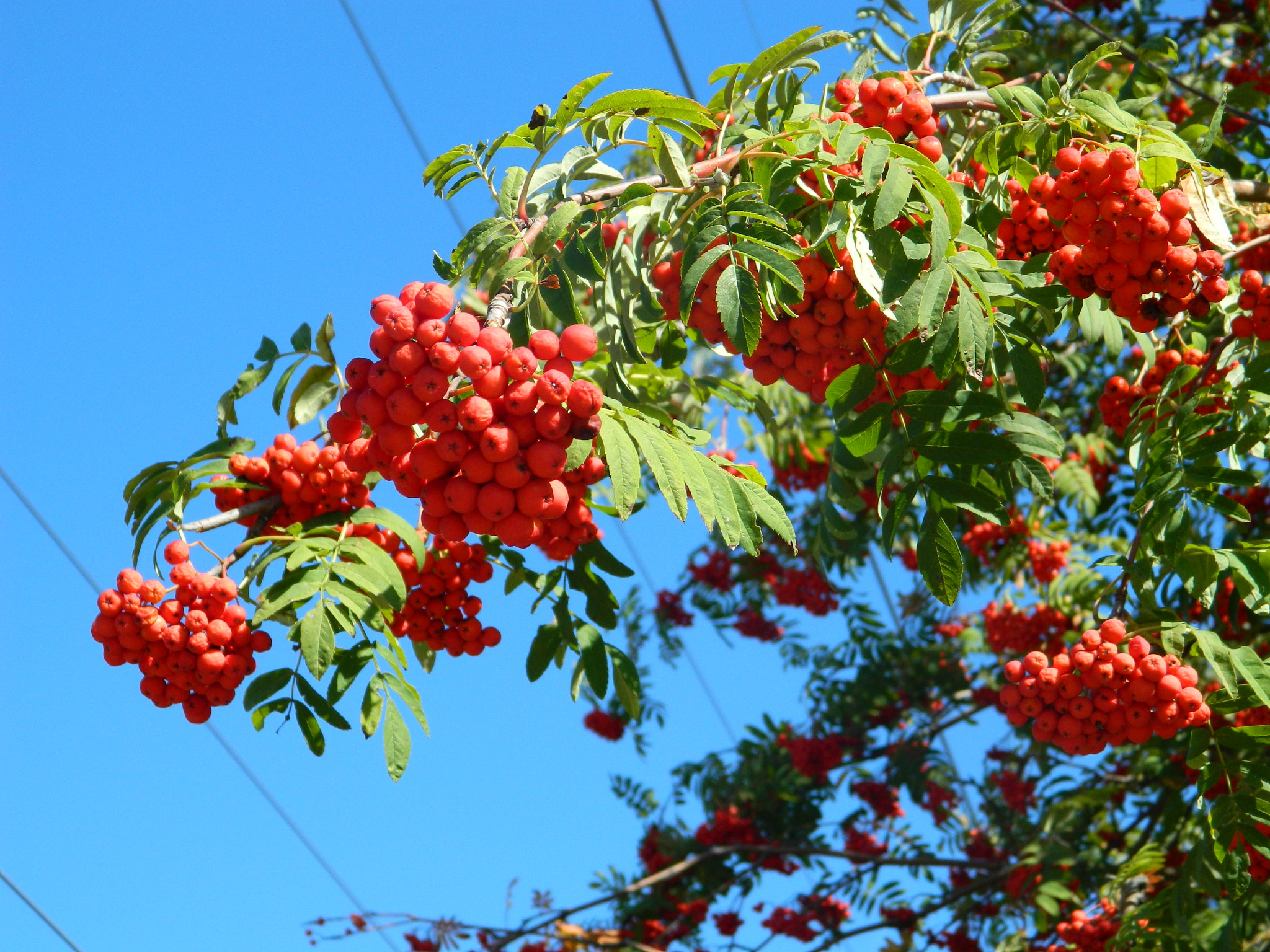 Nikon COOLPIX L310 sample photo. Mountain ash photography