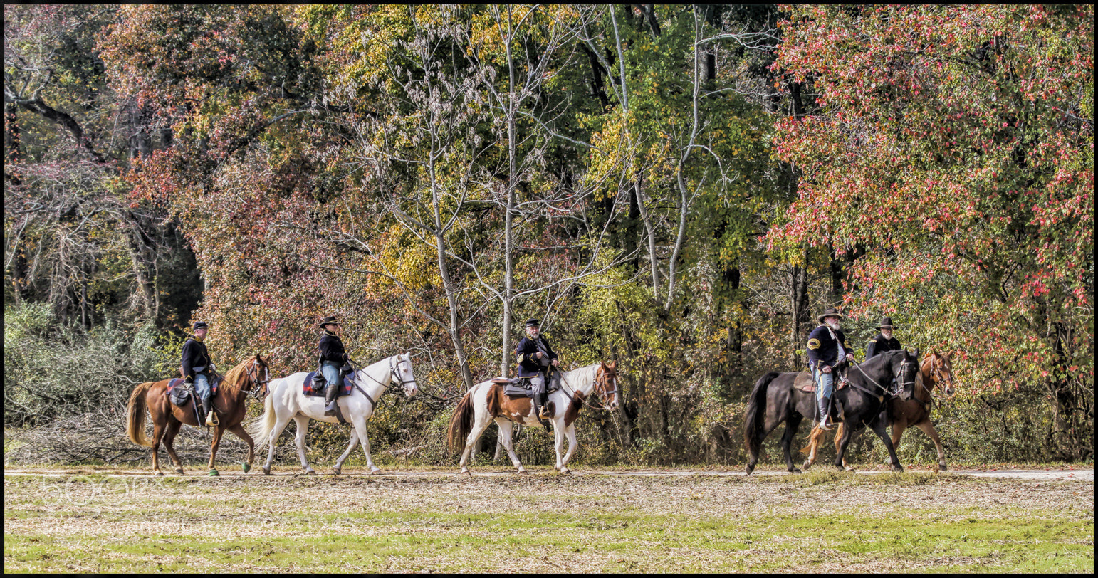 Canon EOS 7D sample photo. Horses of different colors photography
