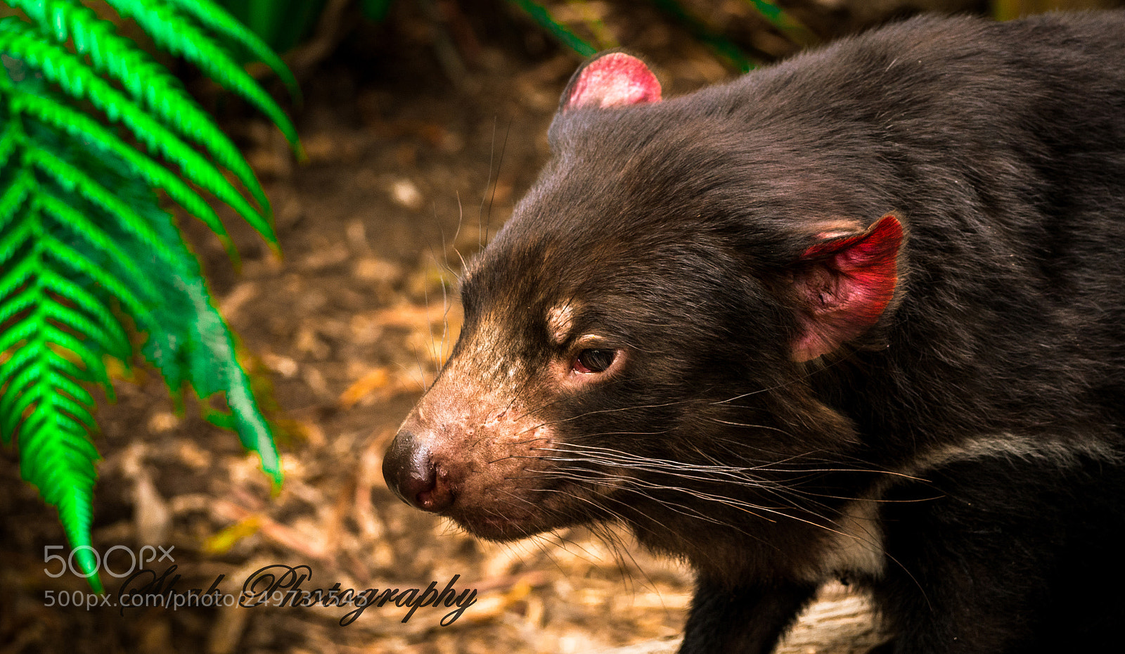 Olympus OM-D E-M10 II sample photo. Tasmanian devil photography