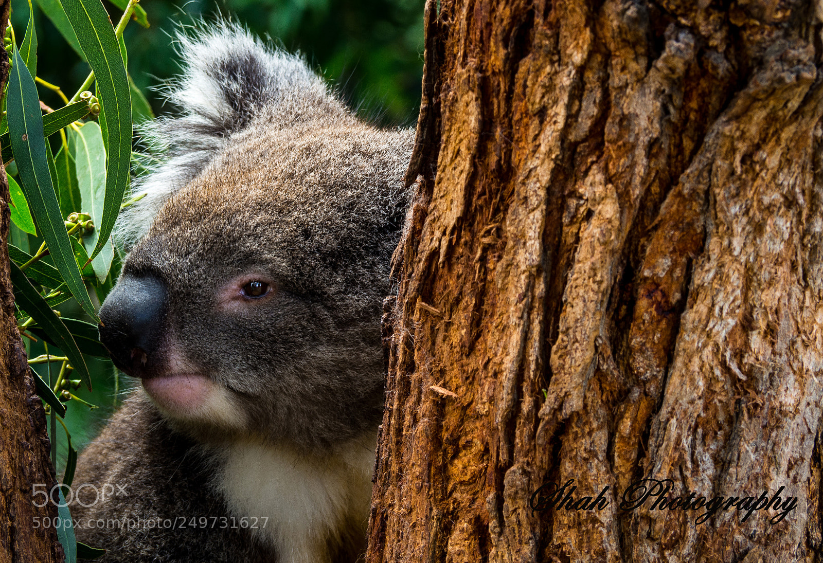 Olympus OM-D E-M10 II sample photo. Koala photography