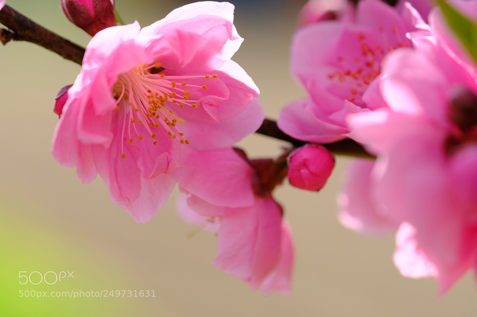 Fujifilm X-T2 sample photo. Peach blossoms photography