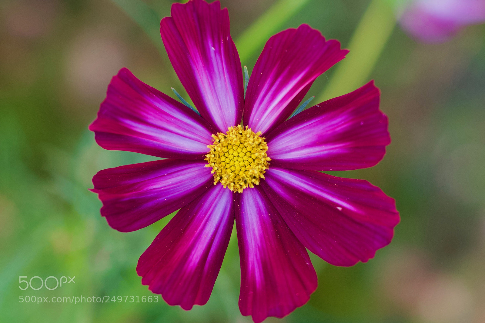 Canon EOS 650D (EOS Rebel T4i / EOS Kiss X6i) sample photo. Flower photography