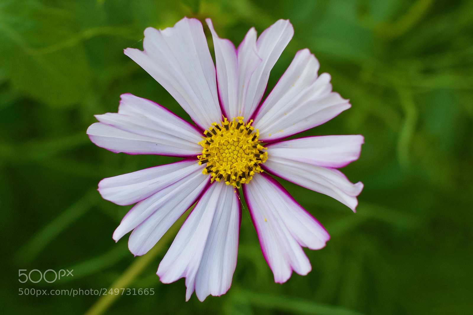 Canon EOS 650D (EOS Rebel T4i / EOS Kiss X6i) sample photo. Flower photography