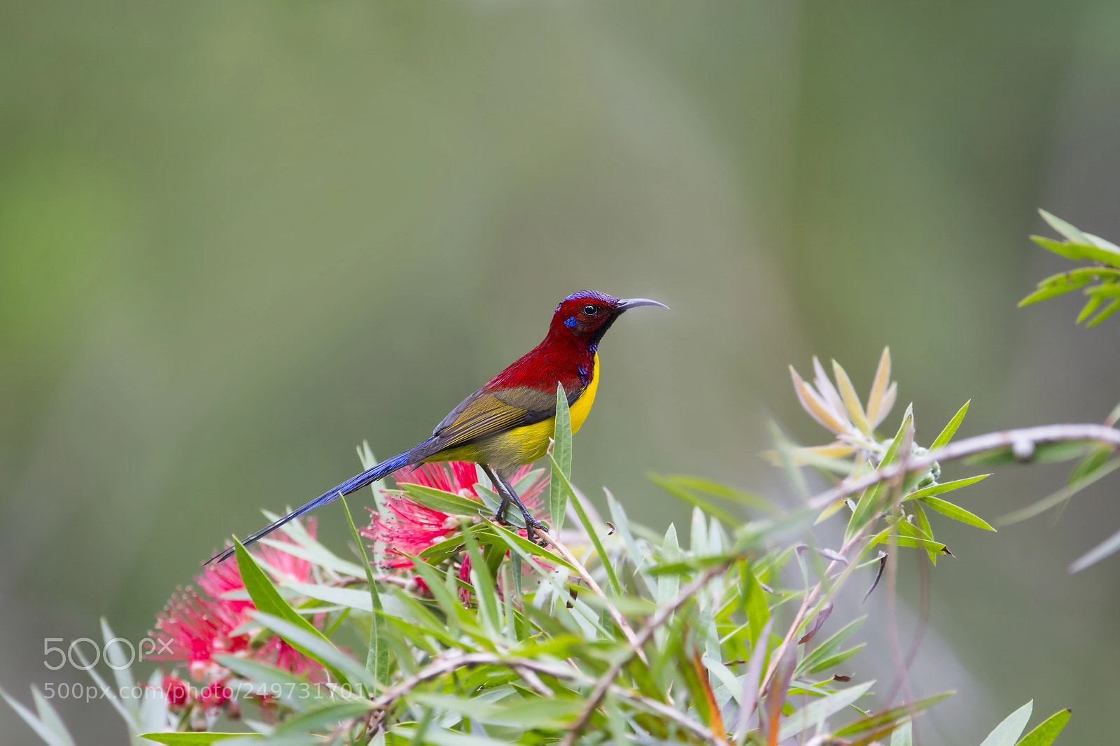 Nikon D4 sample photo. Mrs gould's sunbird (m) photography