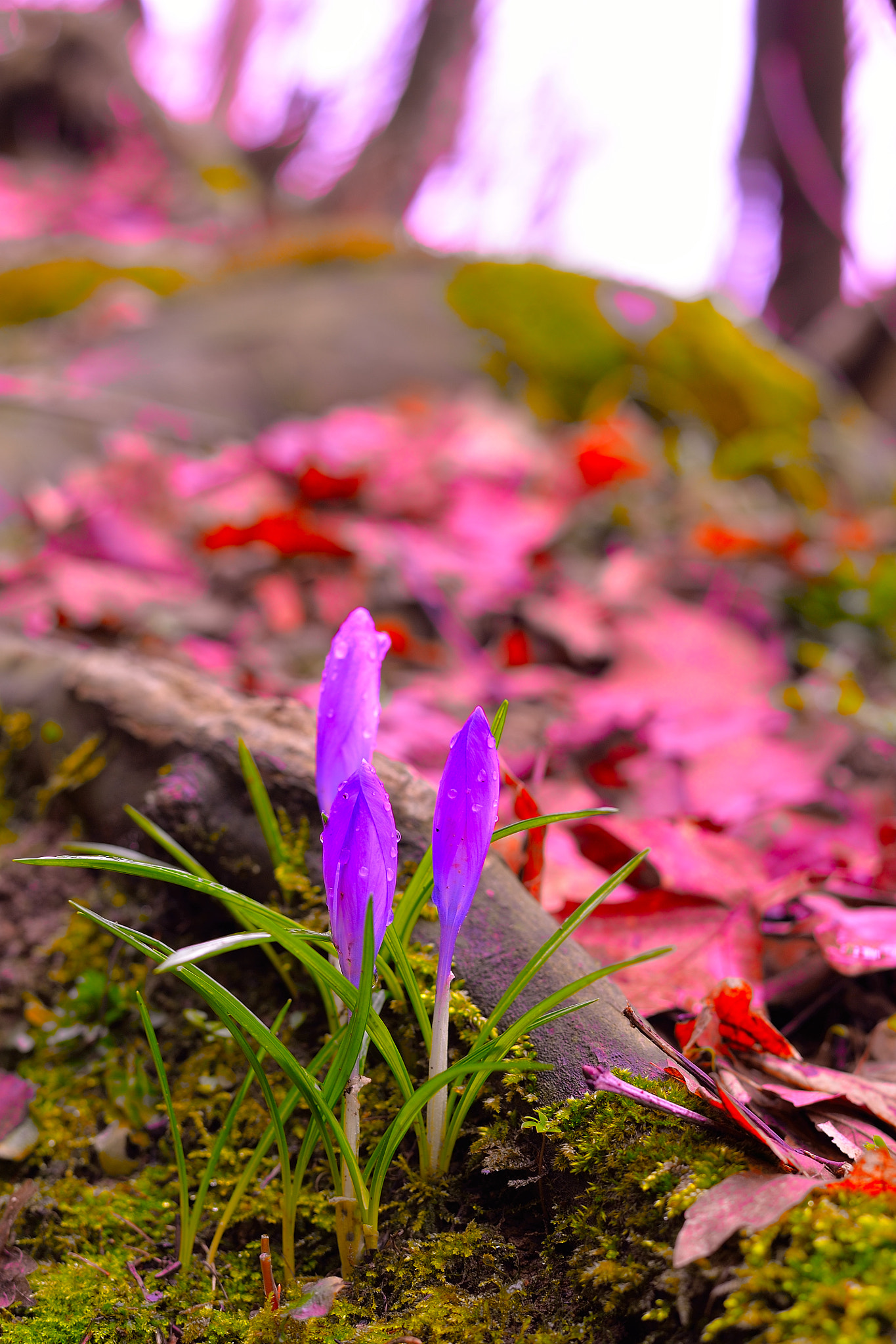 Nikon Df sample photo. Celje forest#saffron photography