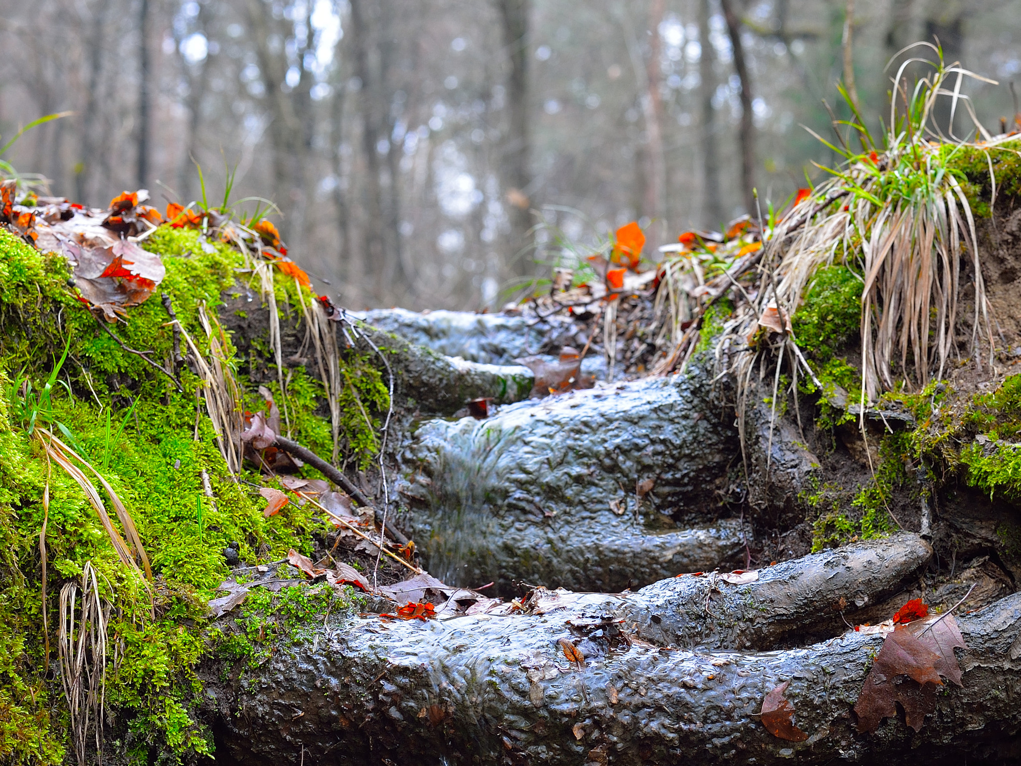 Nikon Df + Nikon AF-S Nikkor 50mm F1.8G sample photo. Celje forest#a small waterfalls photography