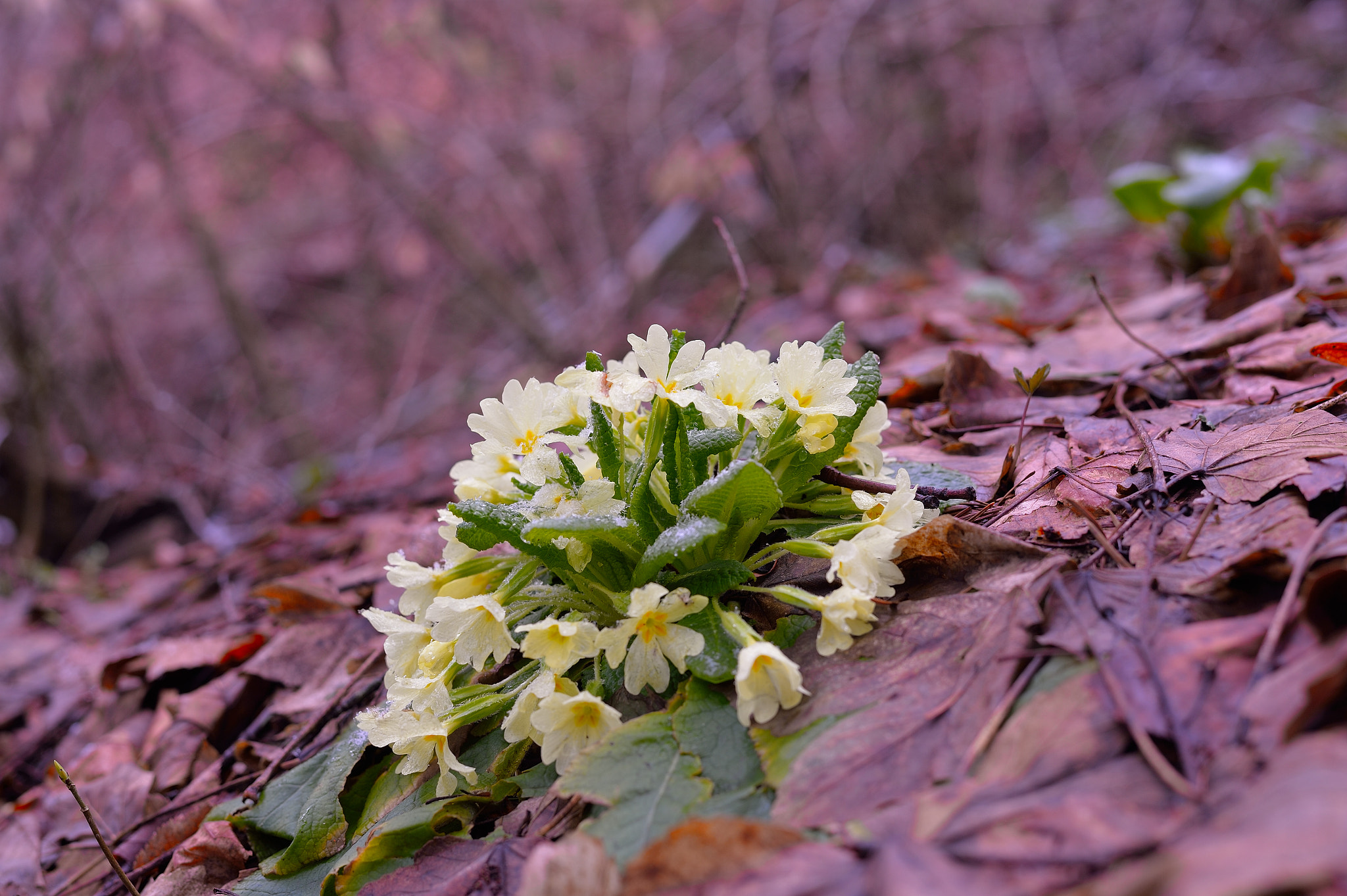 Nikon Df + Nikon AF-S Nikkor 50mm F1.8G sample photo. Celje forest#trumpeters photography