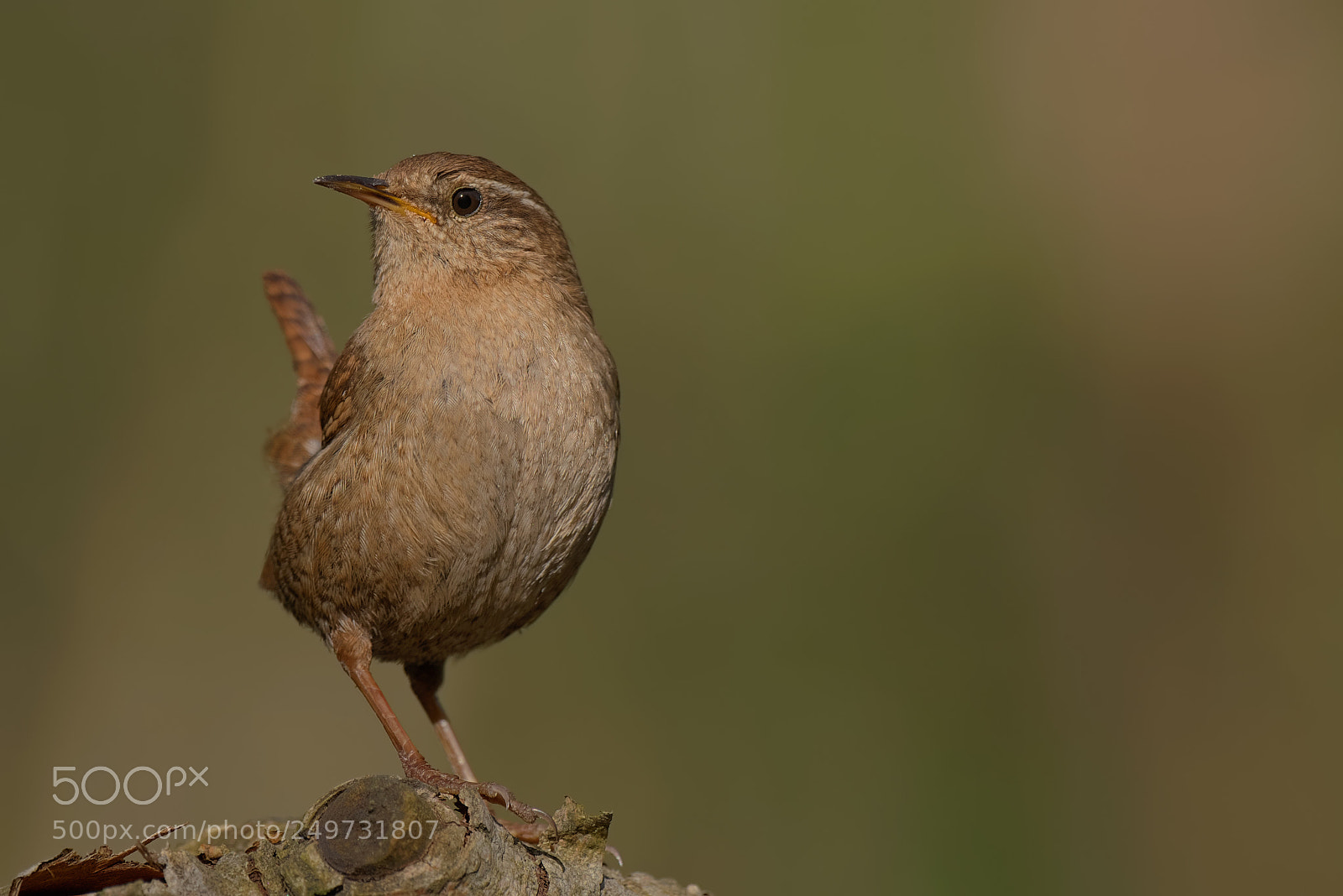 Pentax K-1 sample photo. Troglodytes troglodytes... photography