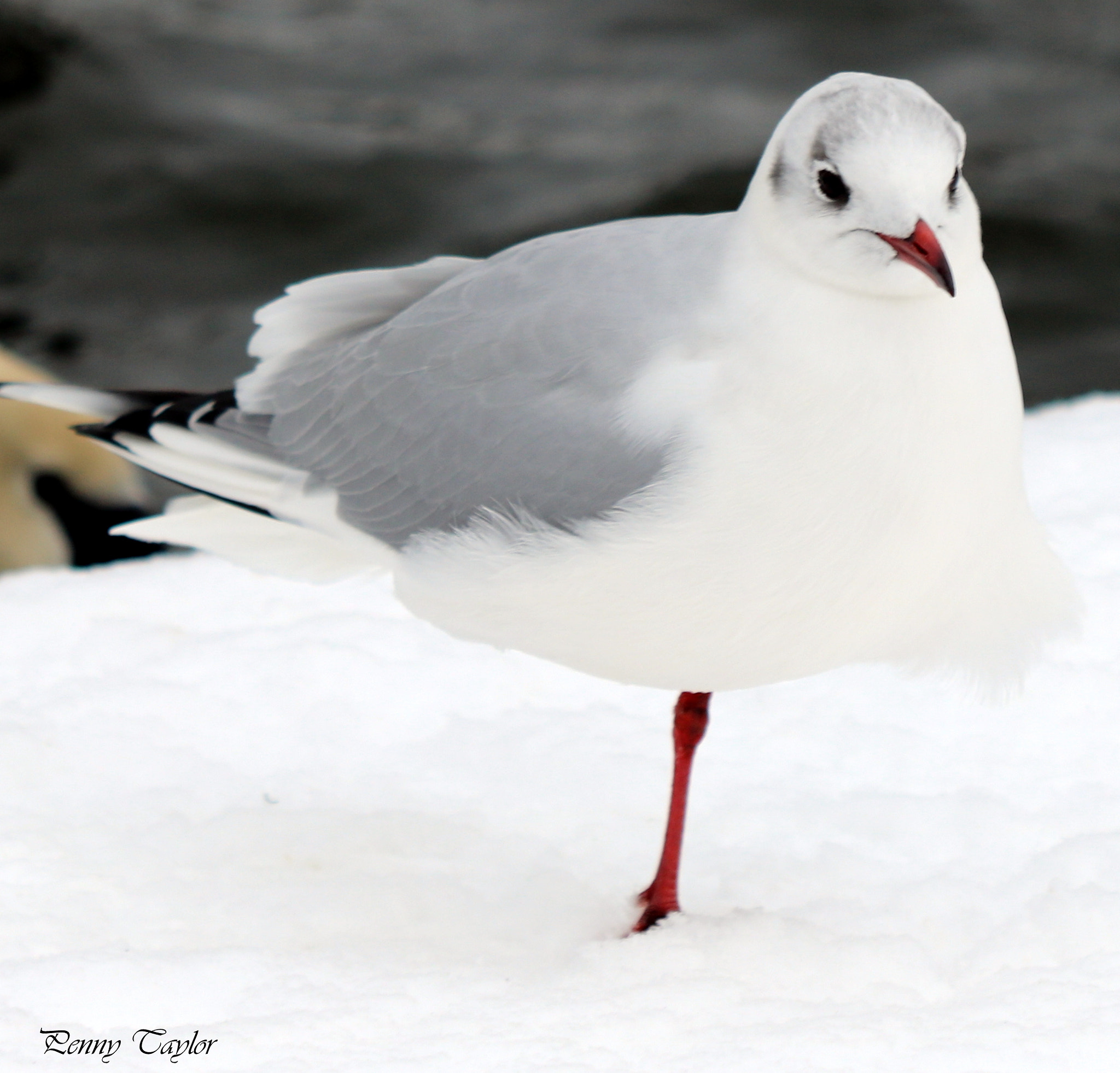 Canon EF 70-300 F4-5.6 IS II USM sample photo. Black headed gull photography