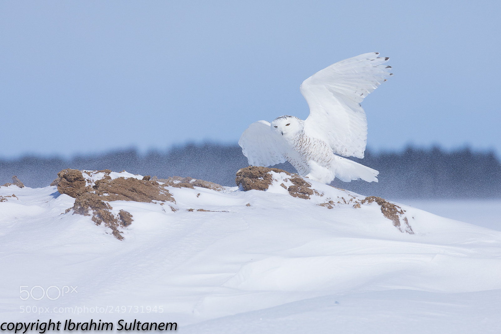 Canon EOS 5D Mark IV sample photo. Snowyowel photography