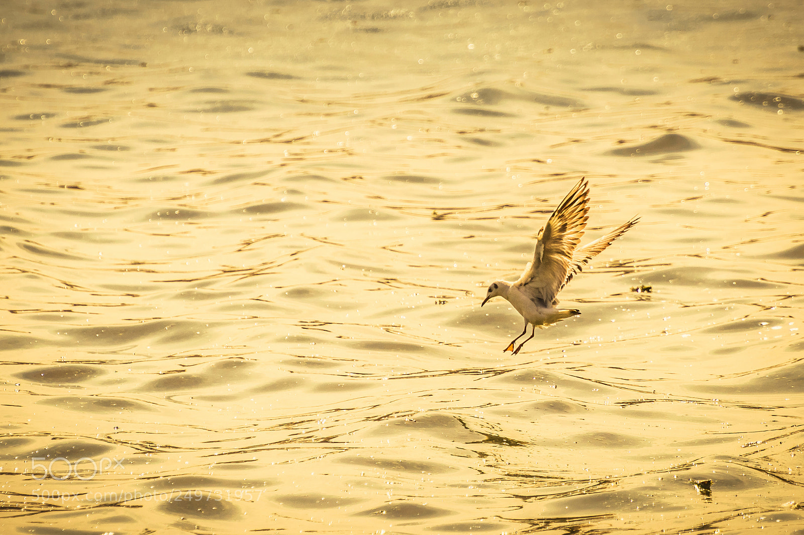 Nikon D3200 sample photo. Seagull | ajmer photography