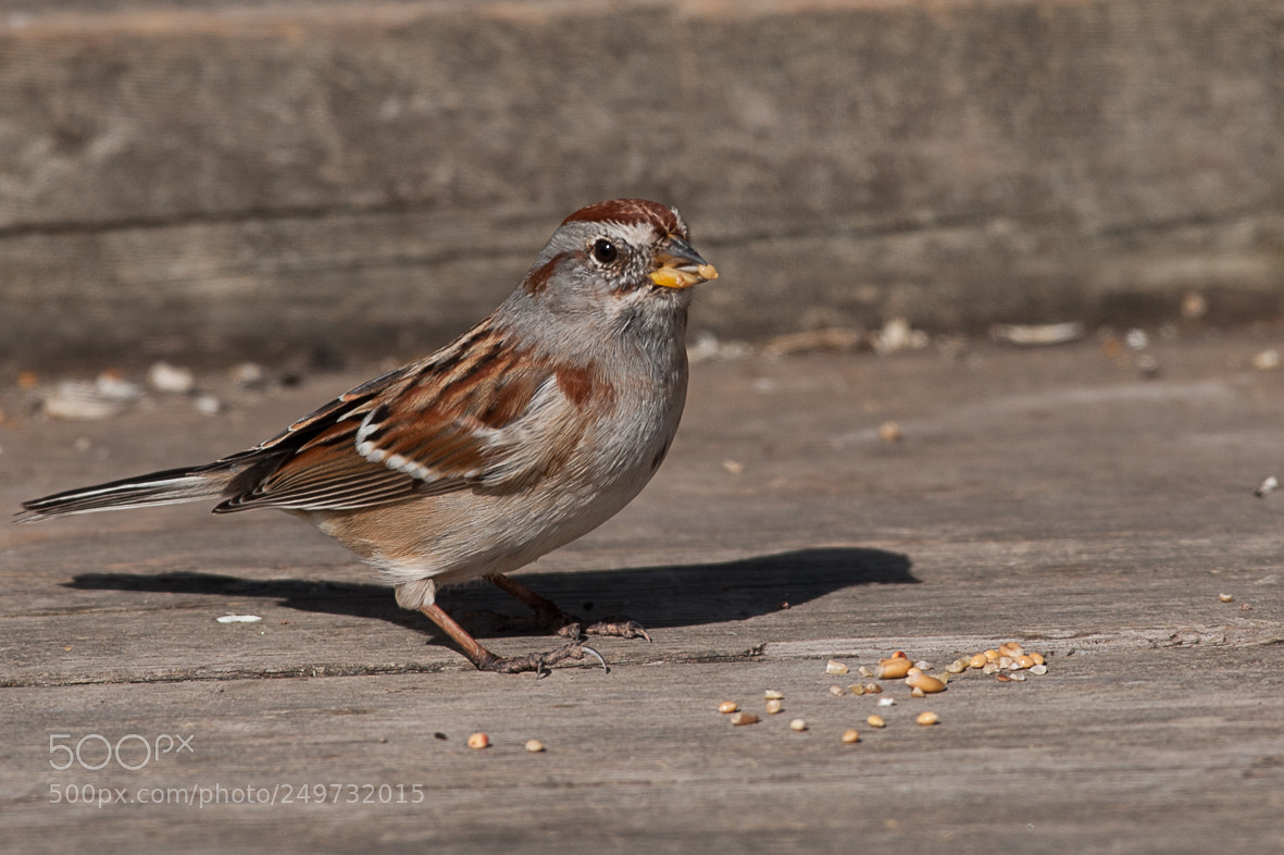 Nikon D700 sample photo. American tree sparrow photography